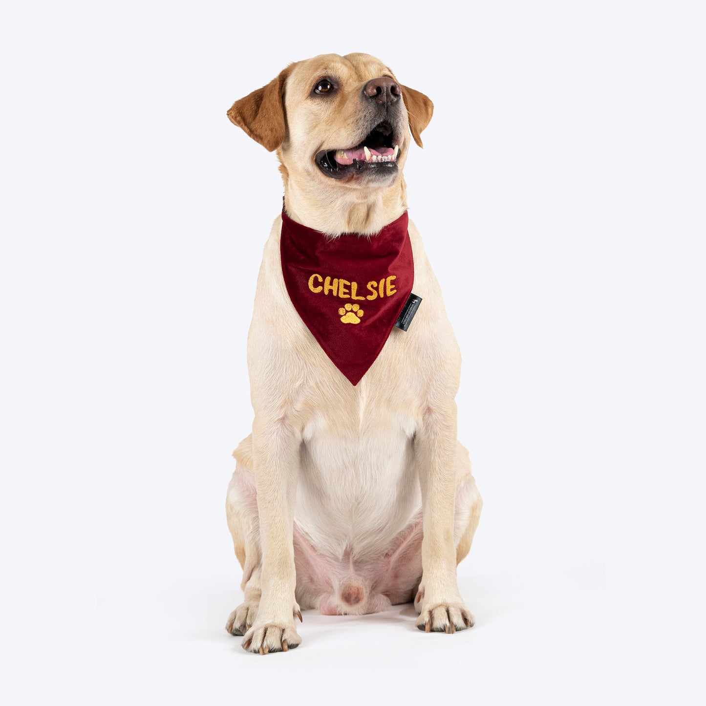 HUFT Personalised Luxe Velvet Bandana For Dog - Maroon_02
