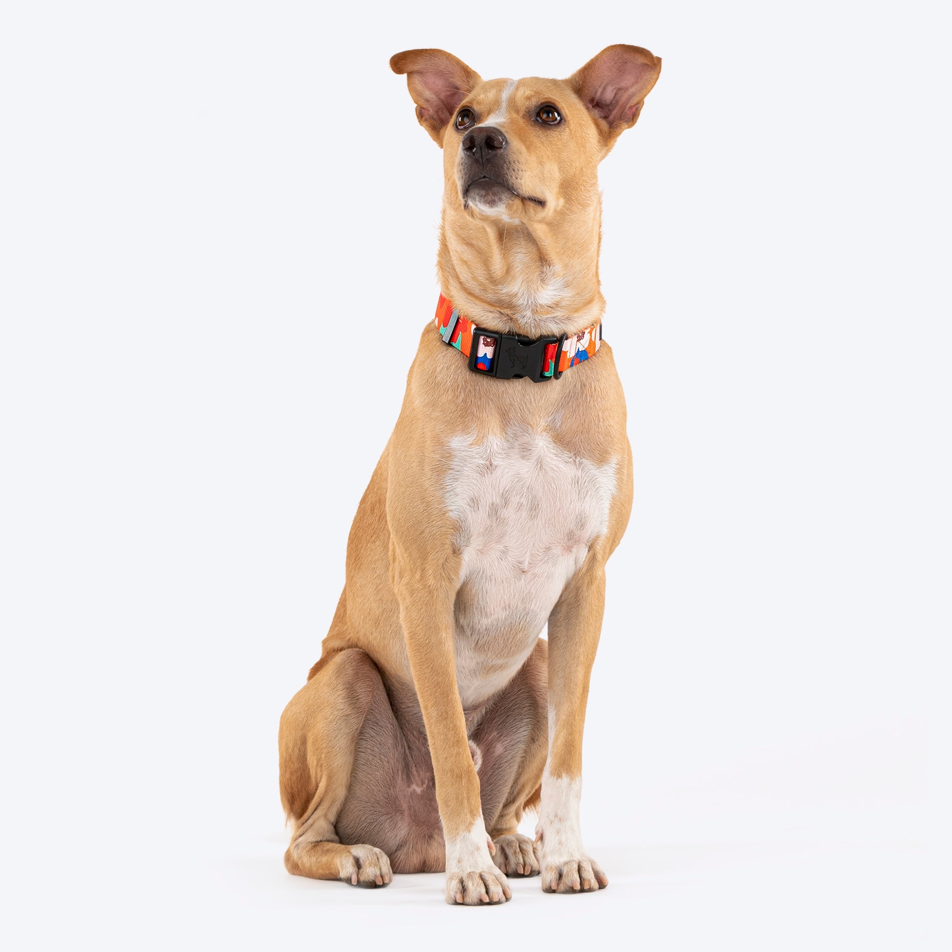 HUFT Petal Play Printed Dog Collar - Orange_02
