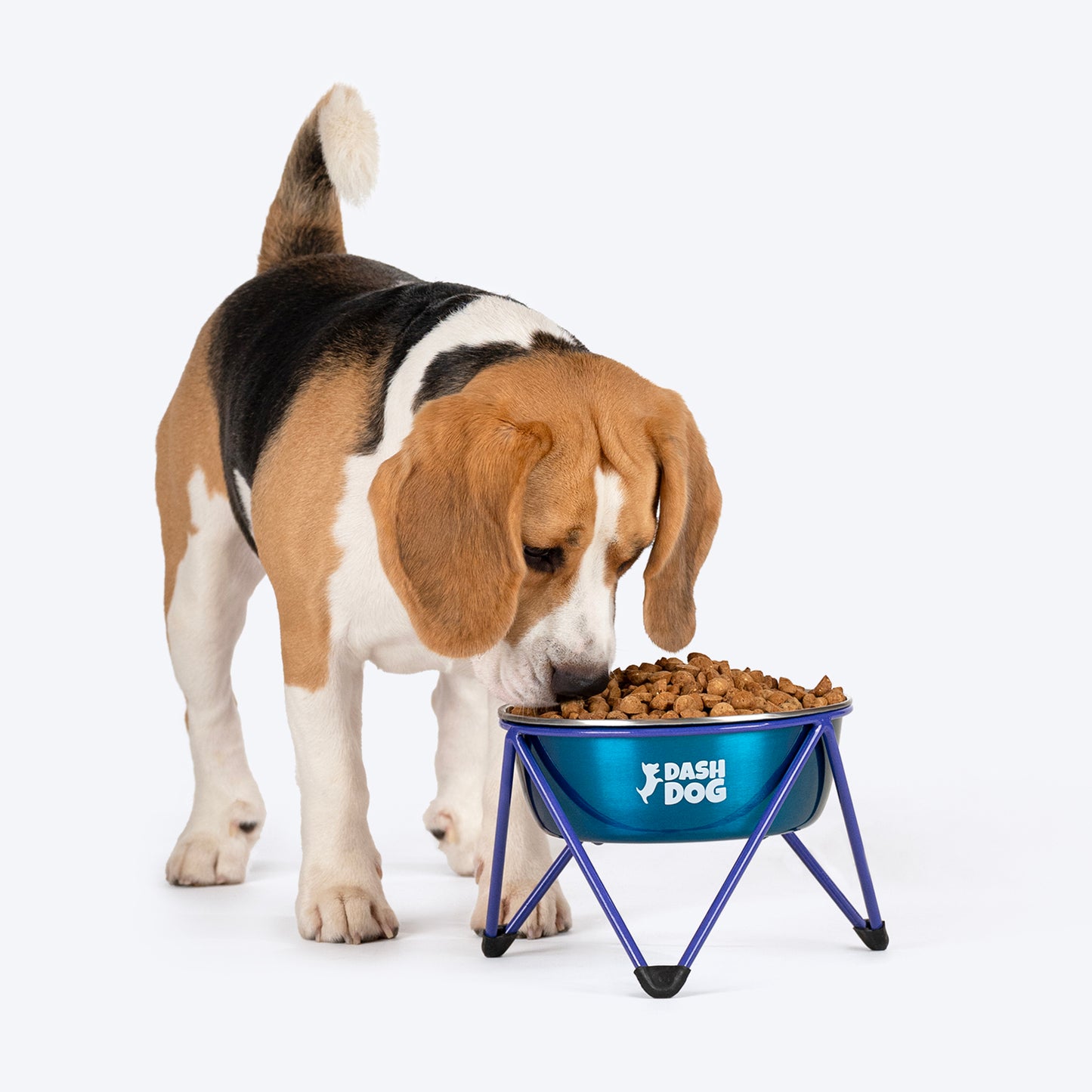 Dash Dog Rainbow Rush Elevated Single Diner With Steel Bowl Inserts For Dog - Violet - Heads Up For Tails