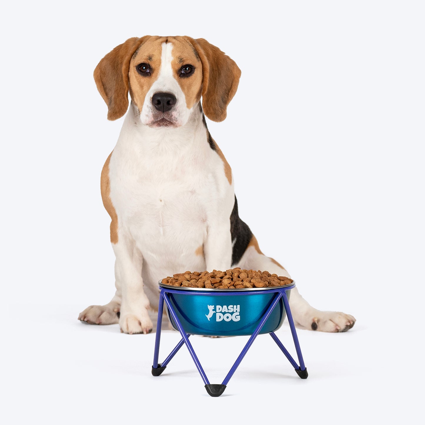 Dash Dog Rainbow Rush Elevated Single Diner With Steel Bowl Inserts For Dog - Violet - Heads Up For Tails