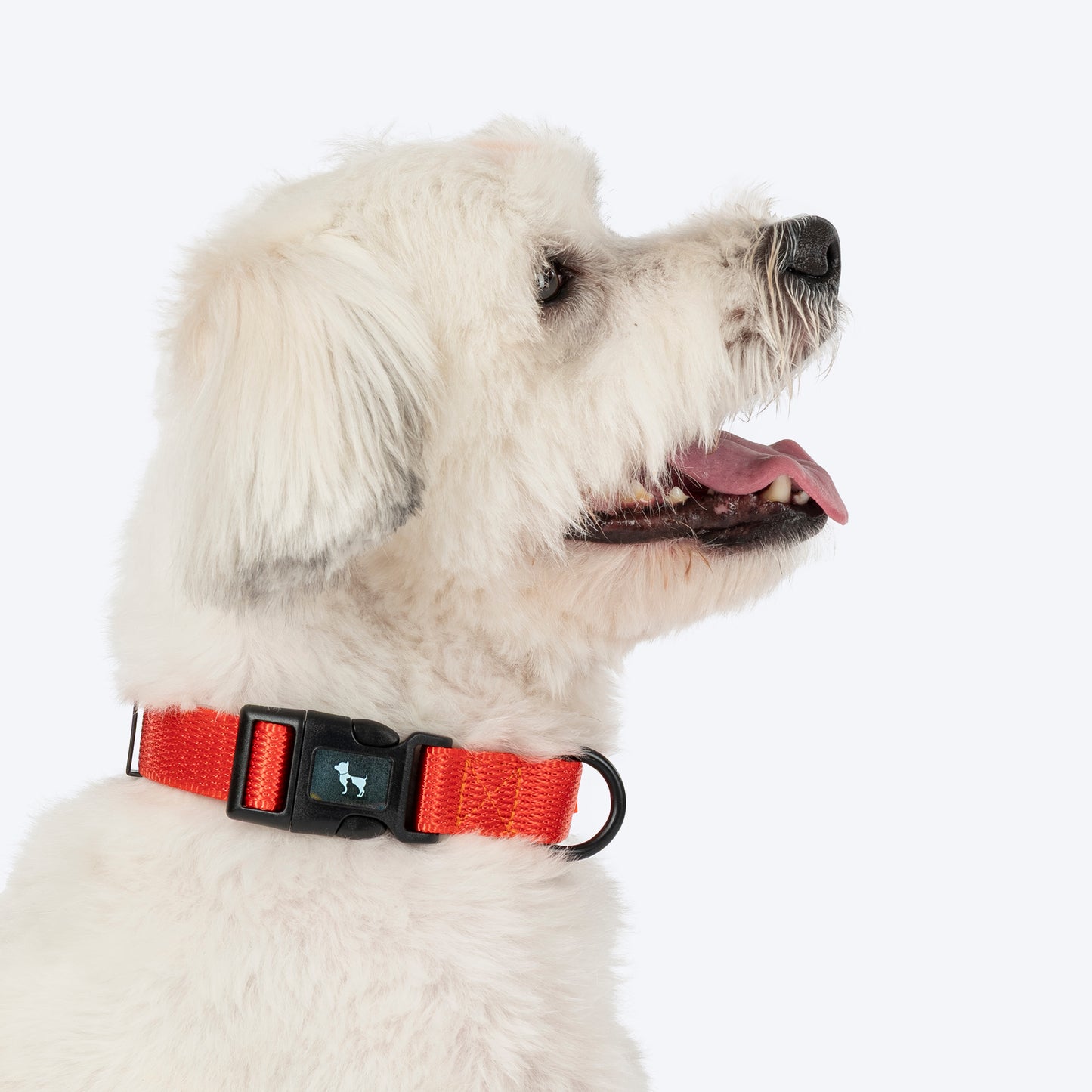 HUFT Classic Collar For Dog - Rust Orange