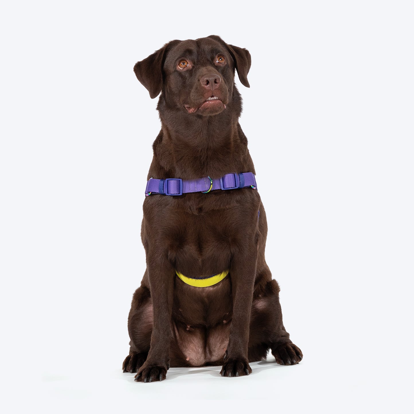 Dash Dog On-The-Go Harness For Dog - Red - Heads Up For Tails