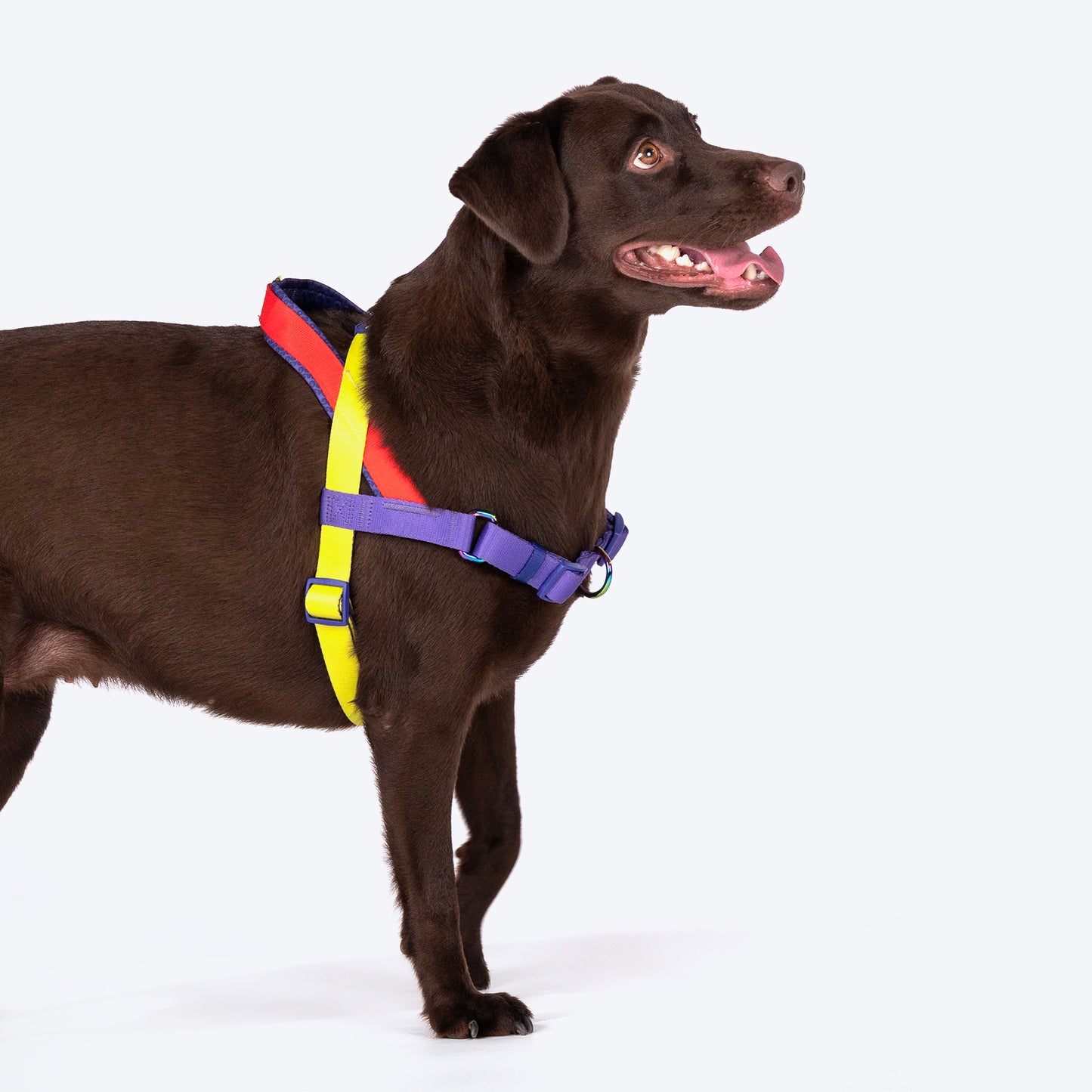 Dash Dog On-The-Go Harness For Dog - Red - Heads Up For Tails