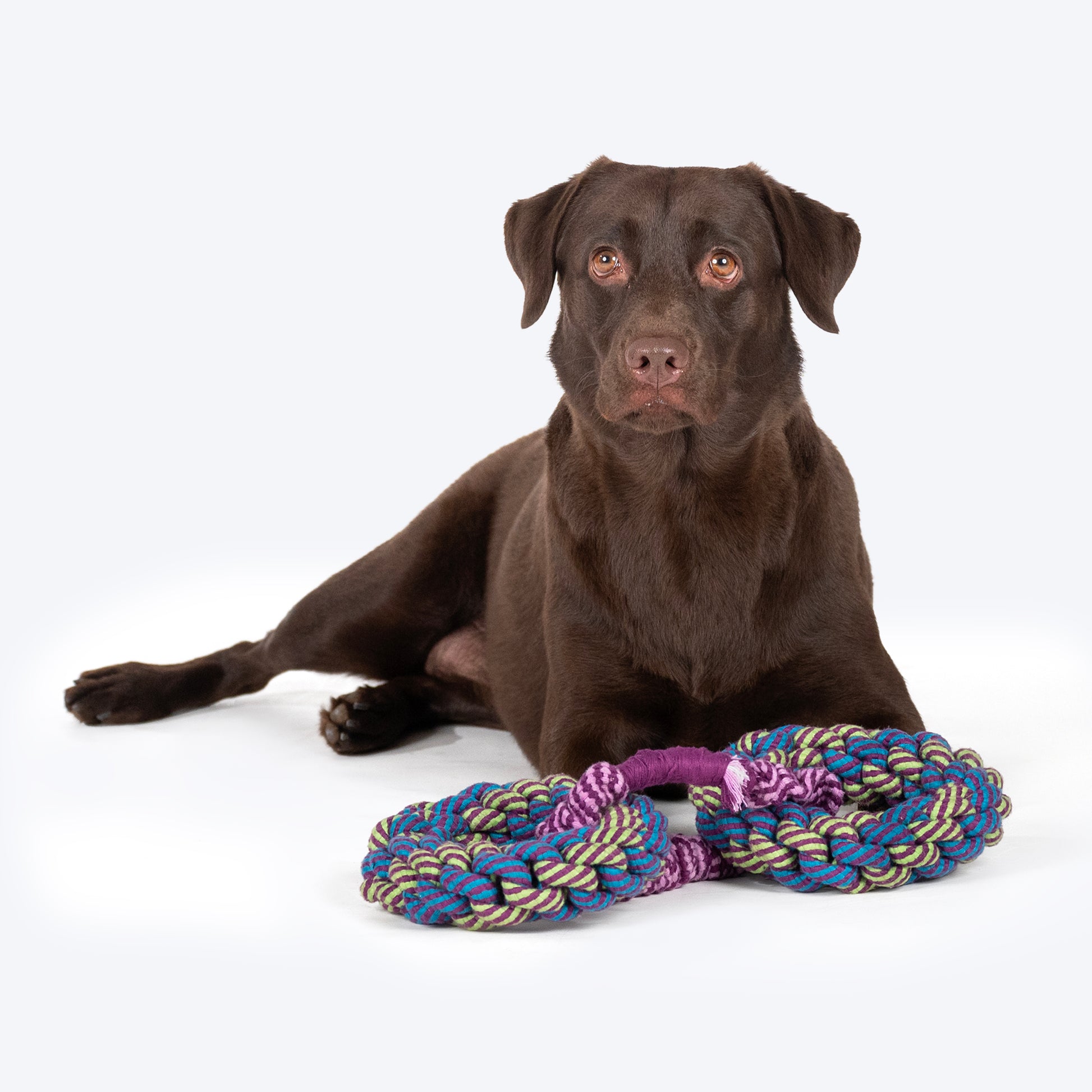 Dash Dog Double Donut Bungee Rope Toy For Dog - Blue - Heads Up For Tails