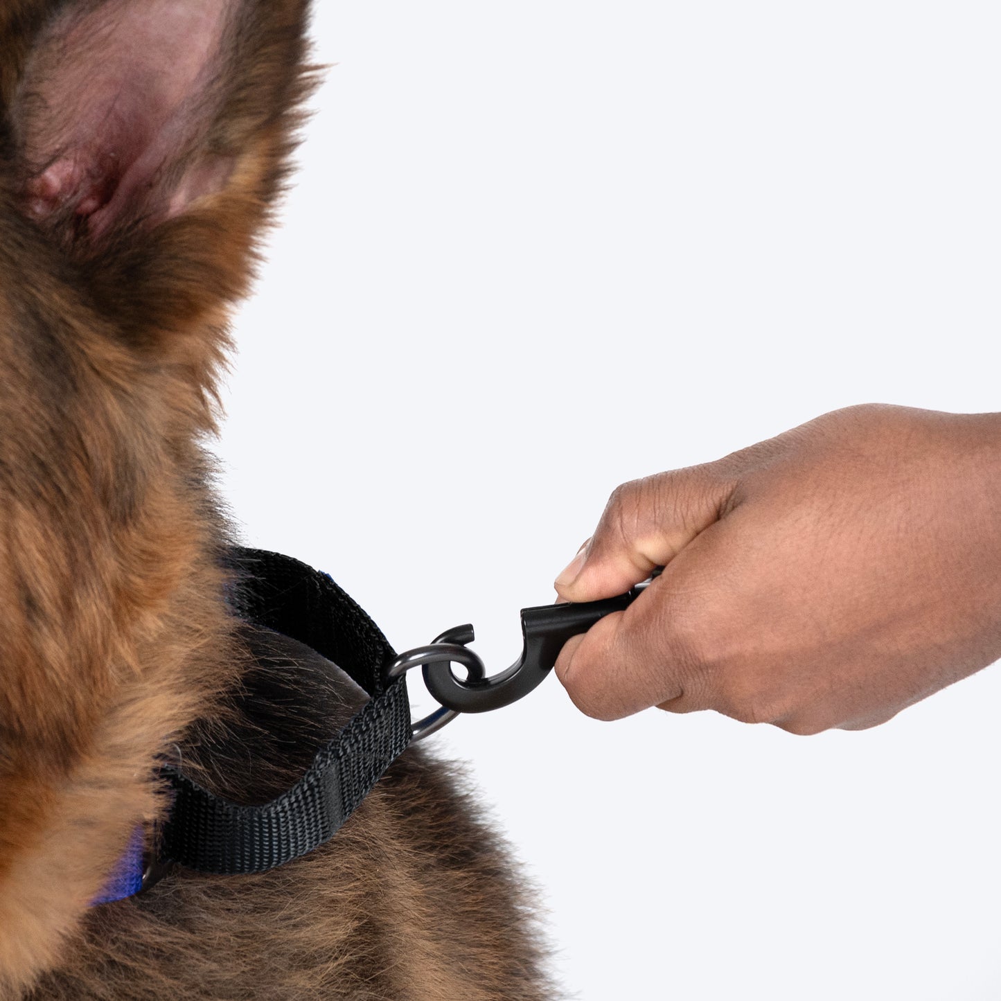 HUFT Martingale Collar For Dog - Cobalt Blue & Classic Black - Heads Up For Tails