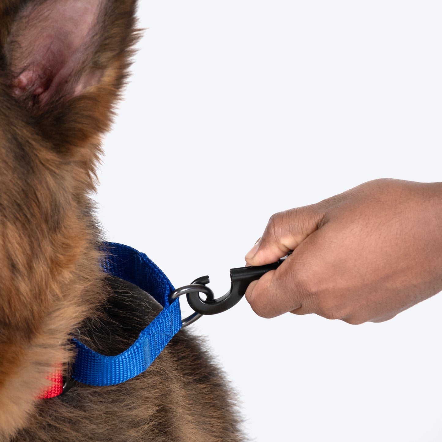 HUFT Martingale Collar For Dog - Crimson Red & Cobalt Blue - Heads Up For Tails