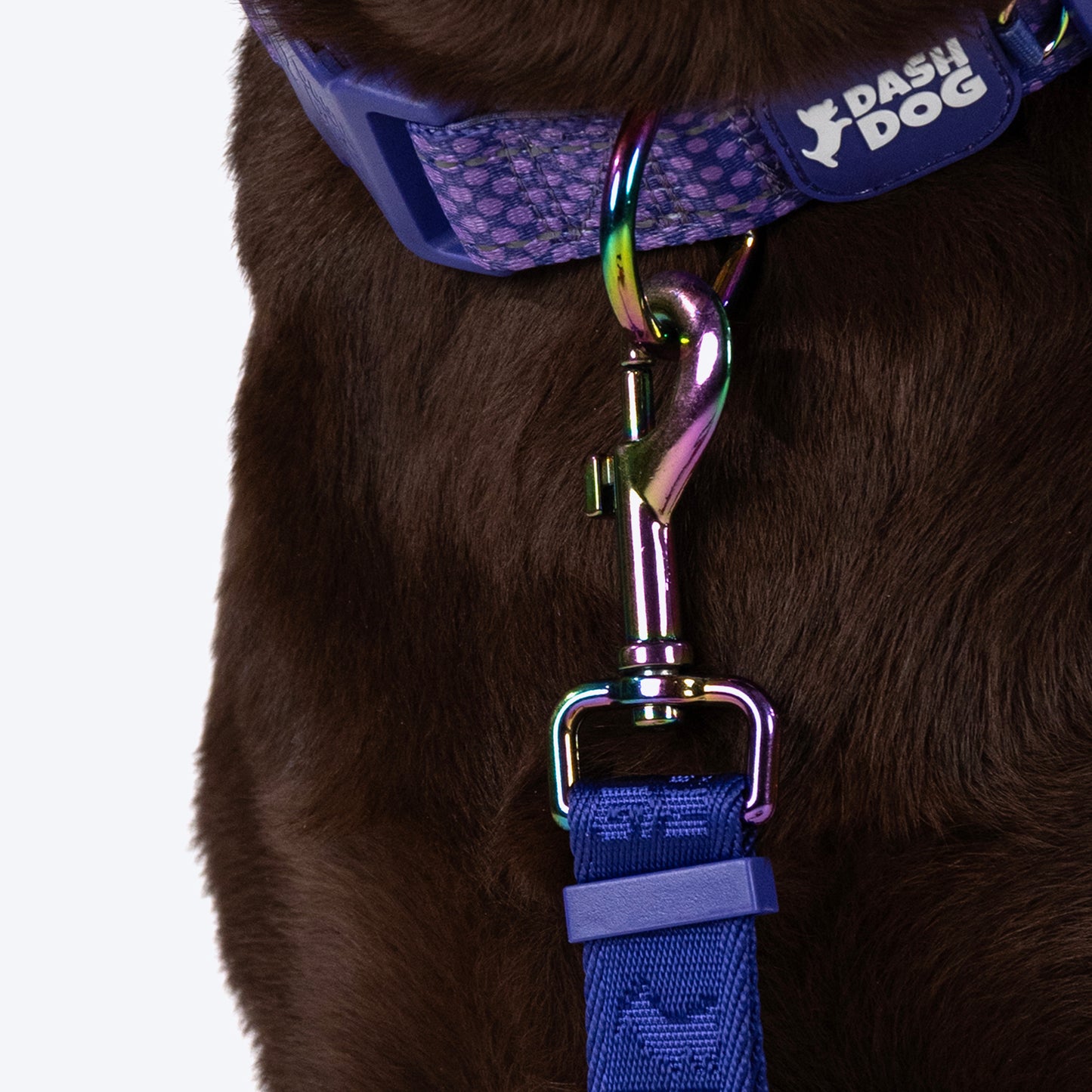 Dash Dog Oh-So-Handy Flexible Leash For Dog - Purple 7 ft - Heads Up For Tails