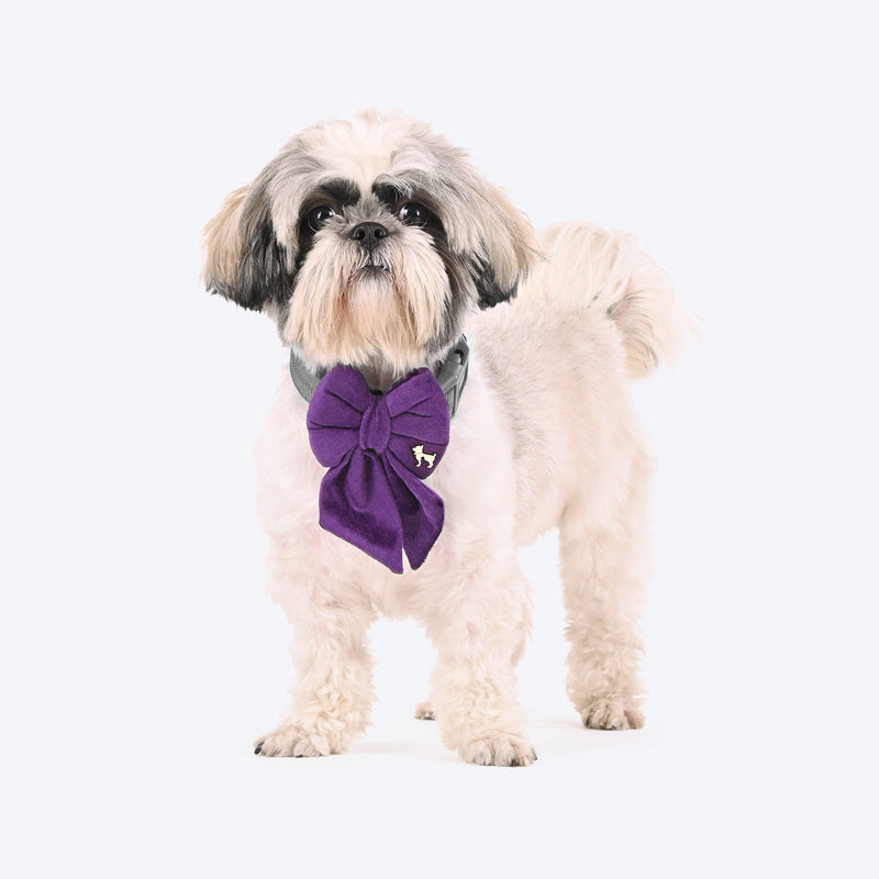 HUFT Regal Luxe Bow Tie For Dog - Purple - Heads Up For Tails