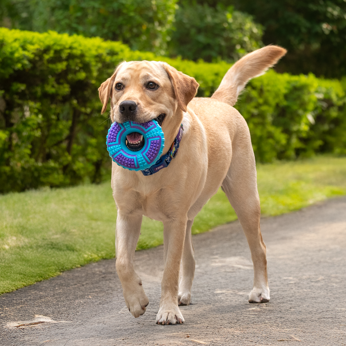 Dash Dog Grab & Gnaw Squeaky Toy For Dog - Purple & Blue - Heads Up For Tails