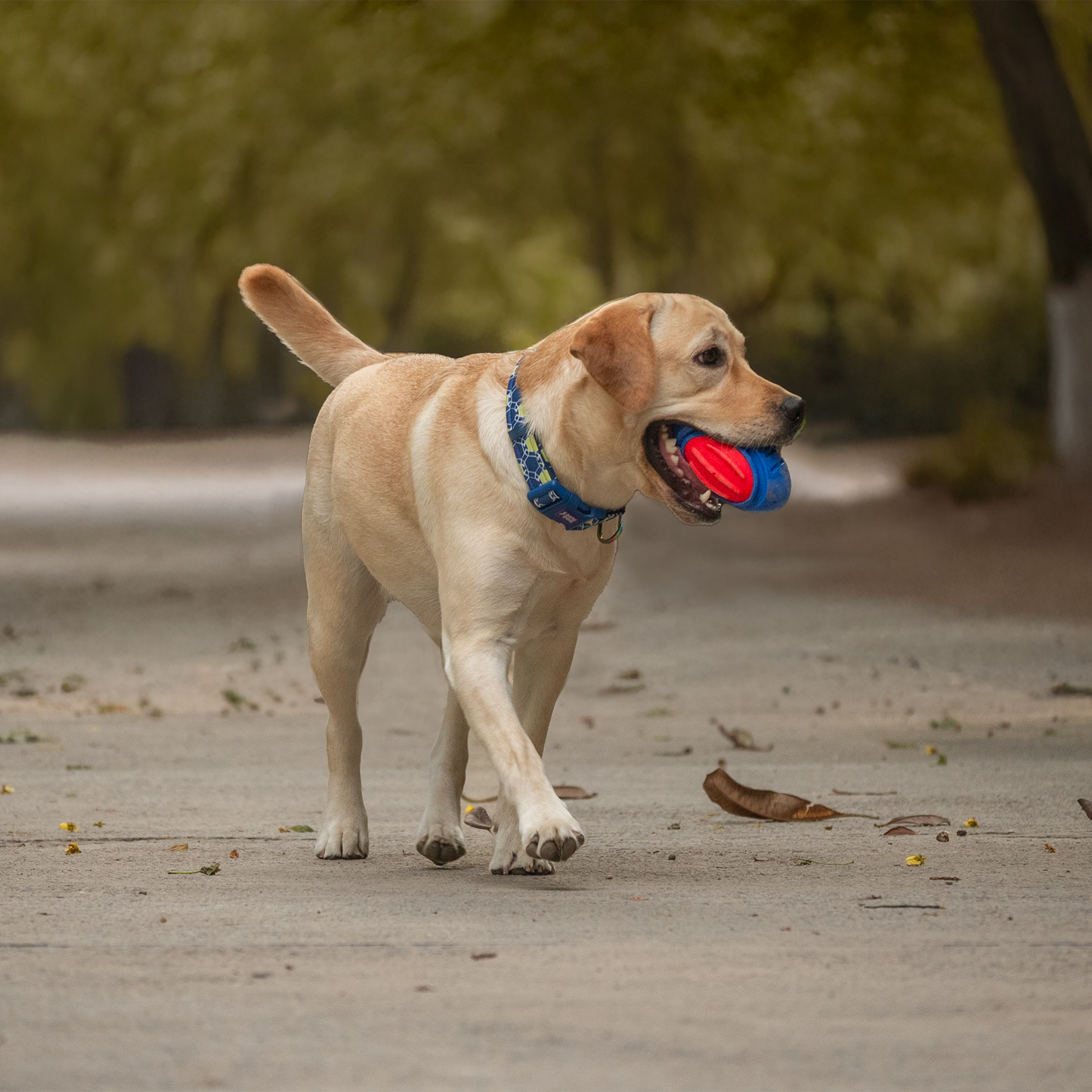 Dash Dog Sprinter Fetch Toy For Dog - Blue & Red - S