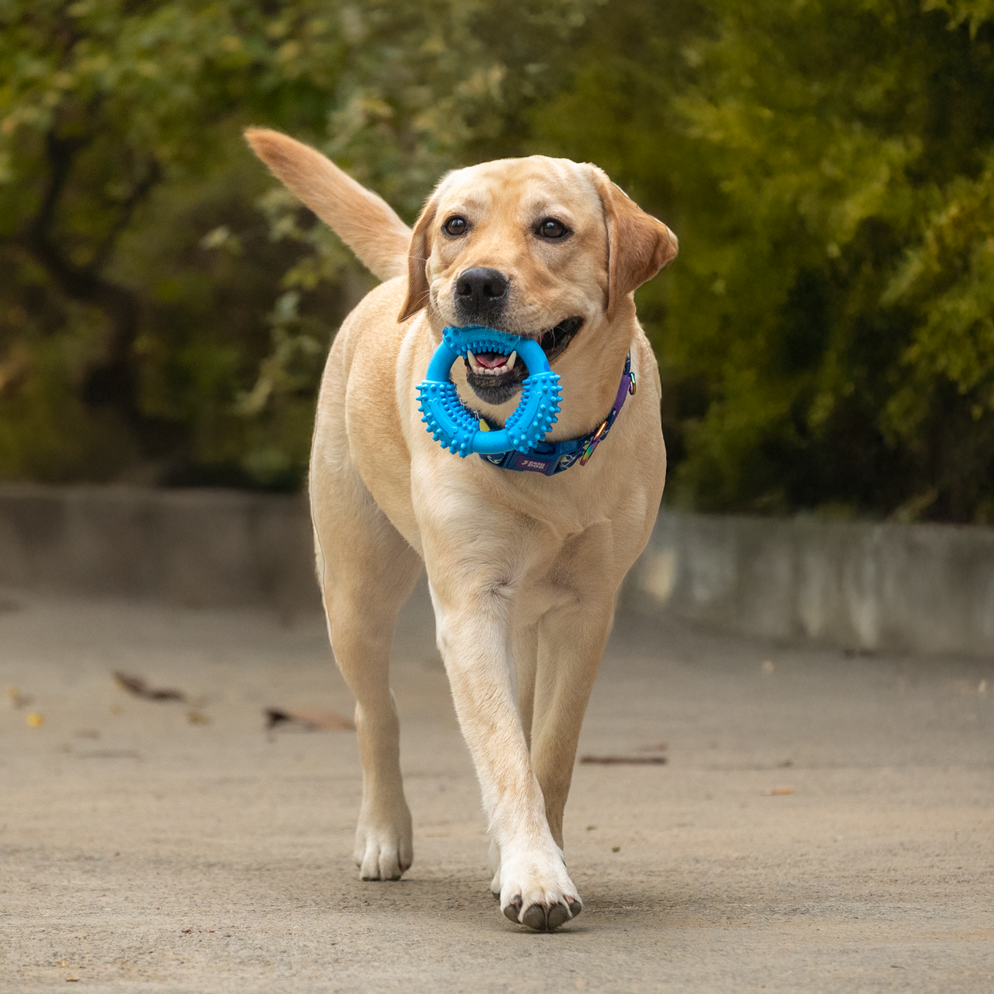 Dash Dog Softy Ring Toy For Dog - Blue - Heads Up For Tails