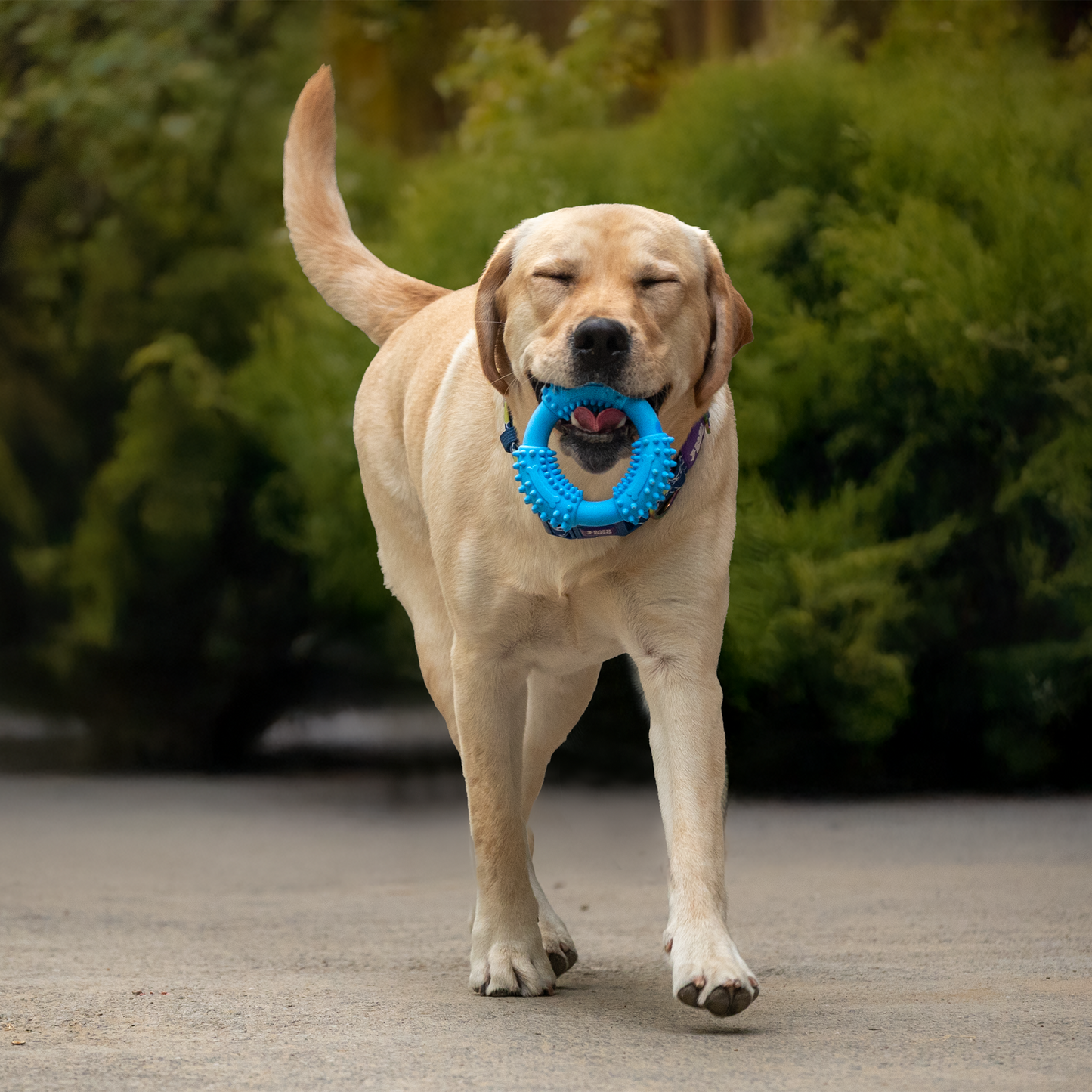 Dash Dog Softy Ring Toy For Dog - Blue - Heads Up For Tails