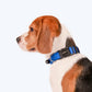 HUFT Personalised Basics Dog Collar - Cobalt Blue - Heads Up For Tails
