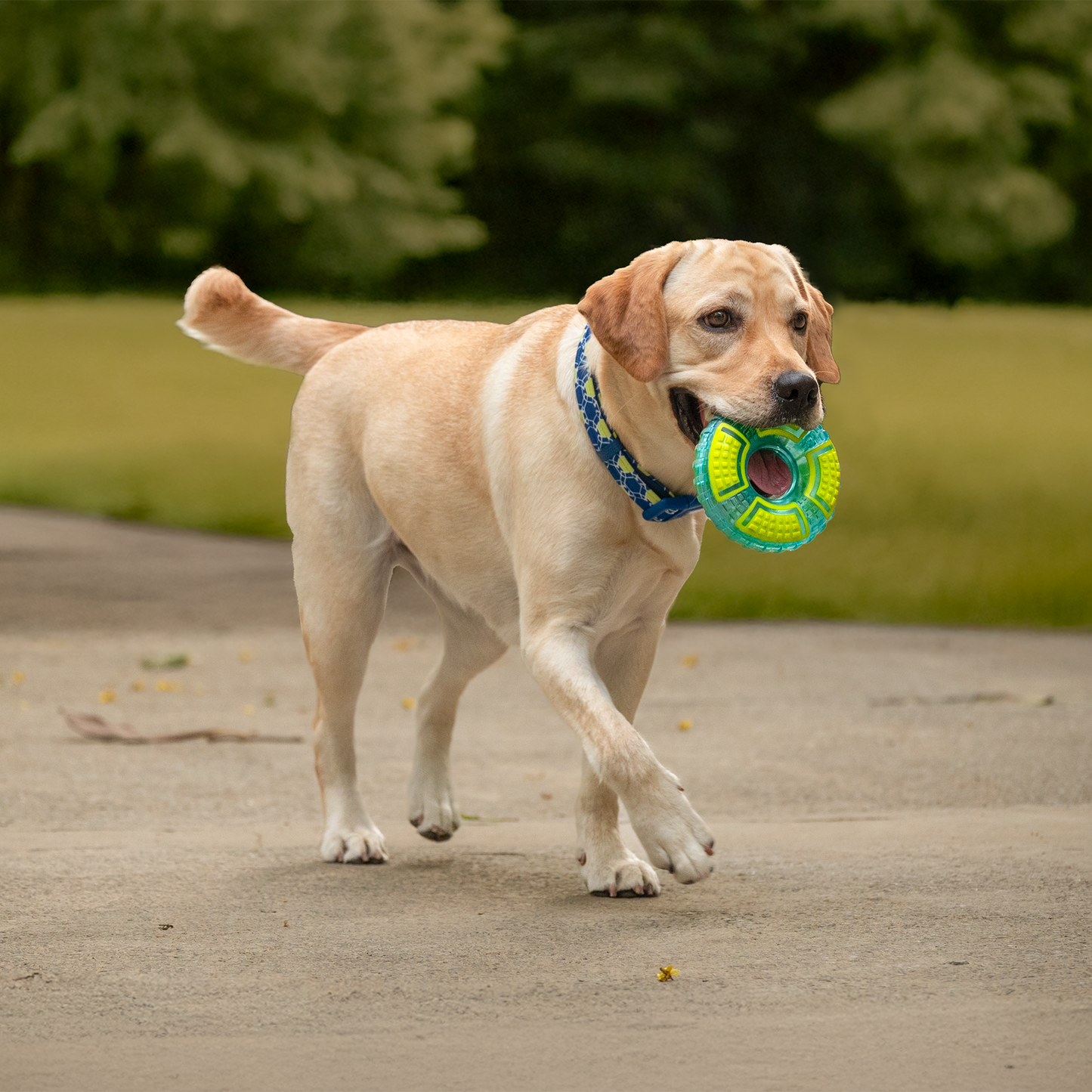 Dash Dog Grab & Gnaw Squeaky Toy For Dog - Neon Green & Blue - Heads Up For Tails