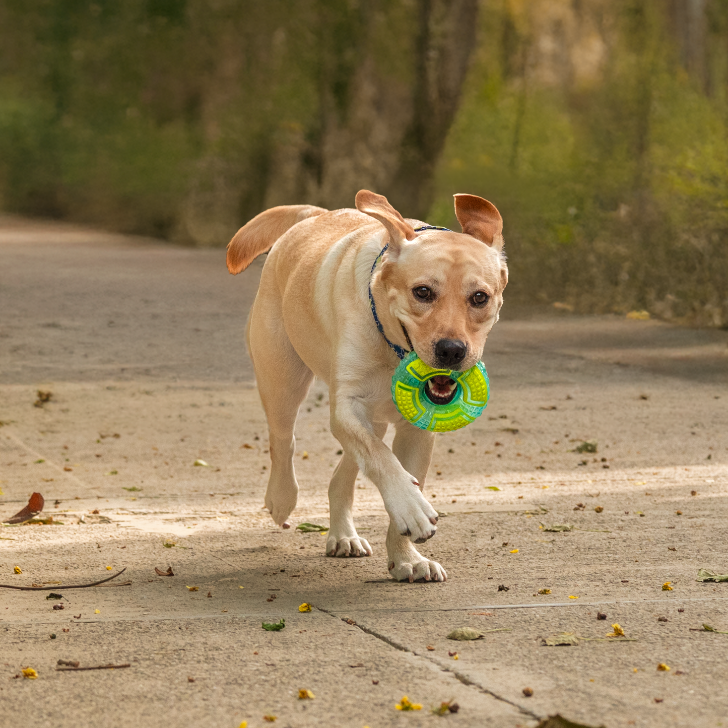 Dash Dog Grab & Gnaw Squeaky Toy For Dog - Neon Green & Blue - Heads Up For Tails