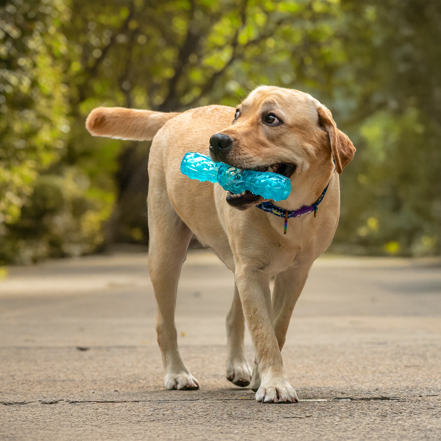 Dash Dog Squeak & Chomp Squeaky Toy For Dog - Blue - Heads Up For Tails