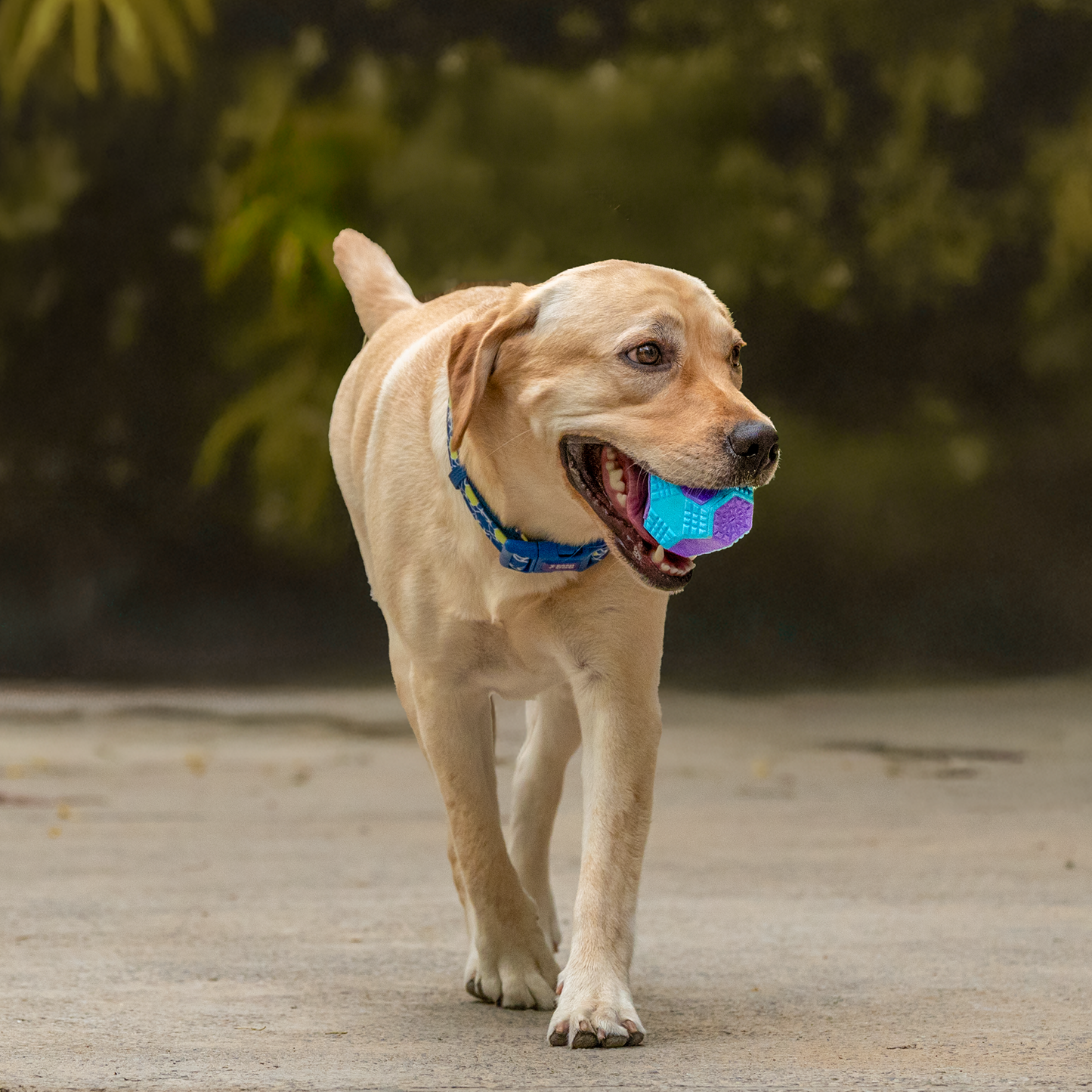 Dash Dog Grip & Go Squeaky Ball For Dog - Purple & Blue - Heads Up For Tails