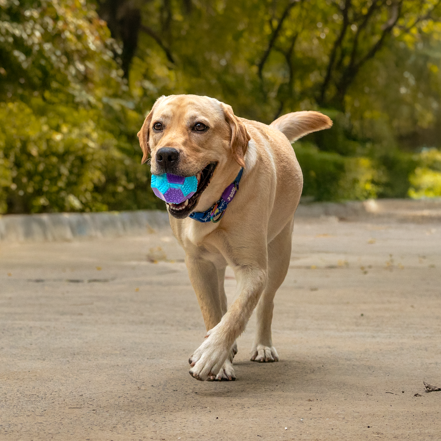 Dash Dog Grip & Go Squeaky Ball For Dog - Purple & Blue - Heads Up For Tails