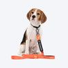 HUFT Trooper Walking Aid Leash & Collar Insert (In Training) - Heads Up For Tails