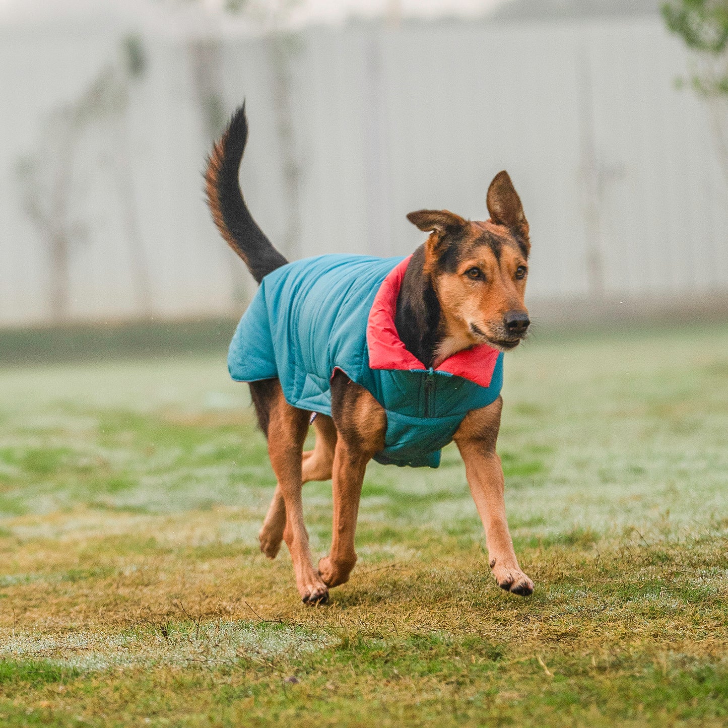 Dash Dog Puffer Dog Jacket - Aqua & Coral_02