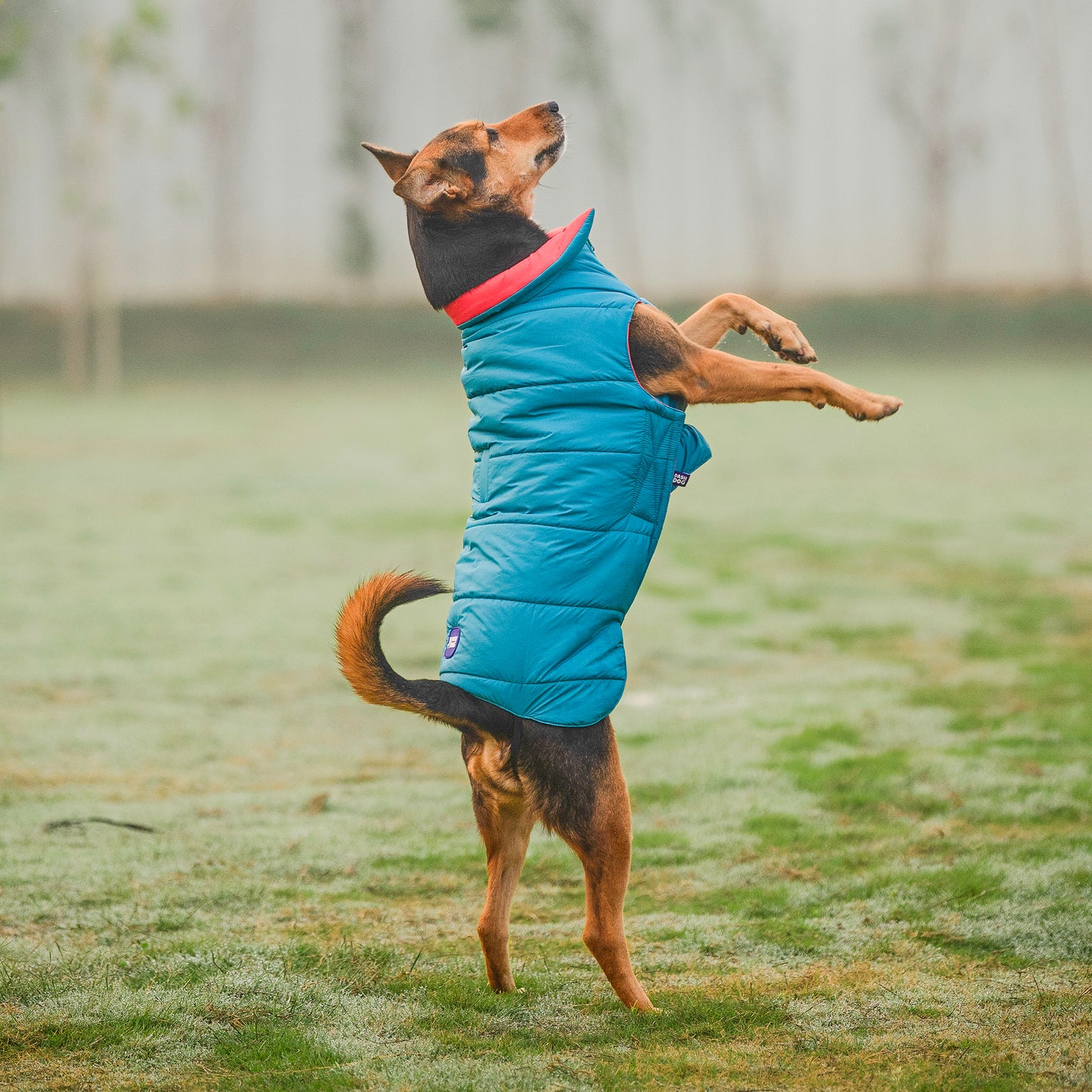 Dash Dog Puffer Dog Jacket - Aqua & Coral_03