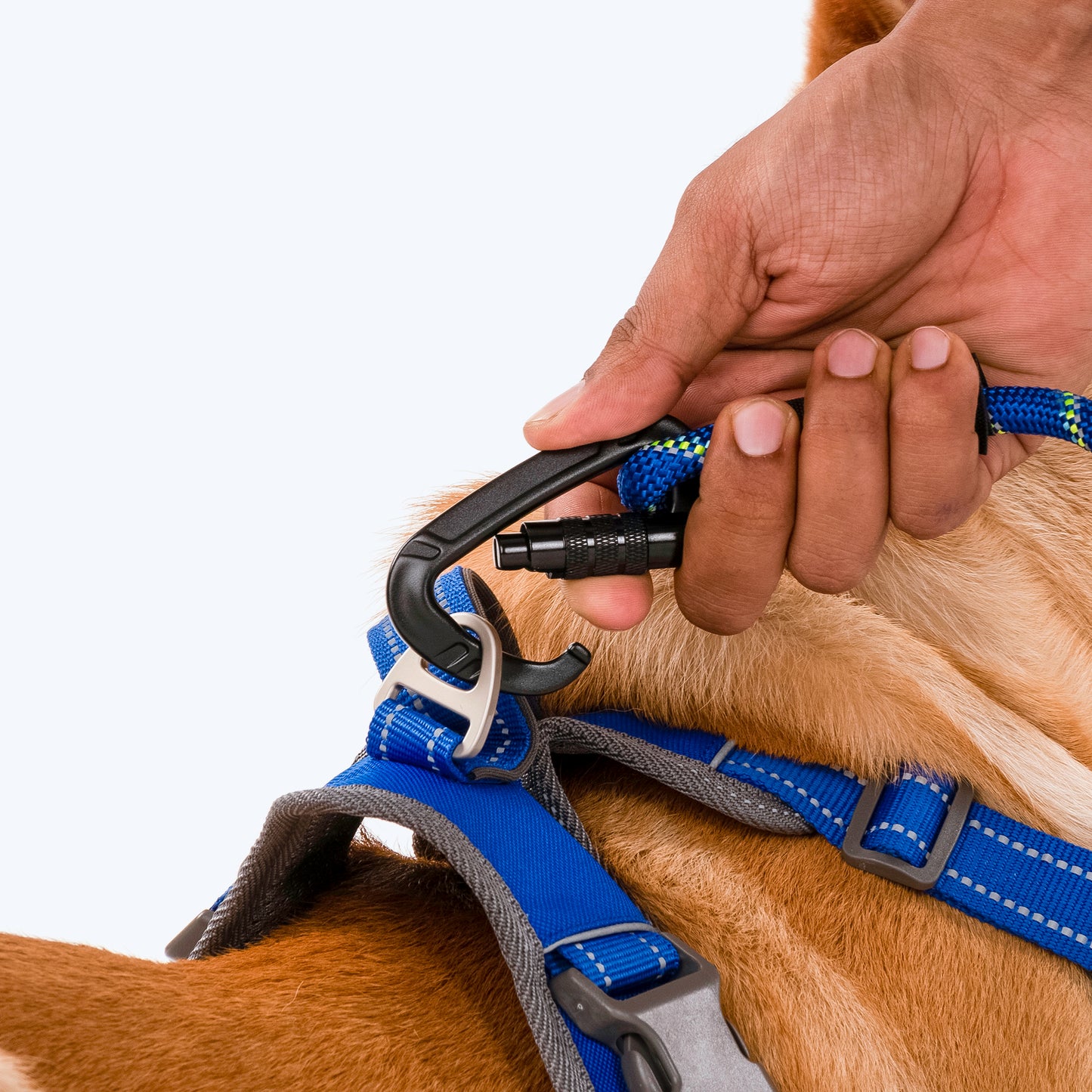 HUFT Rope Dog Leash With Carabiner - Royal Blue - Heads Up For Tails
