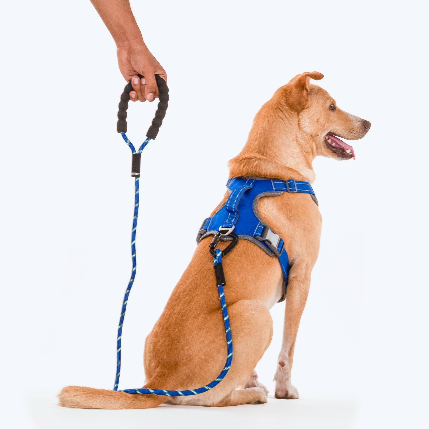 HUFT Rope Dog Leash With Carabiner - Royal Blue - Heads Up For Tails