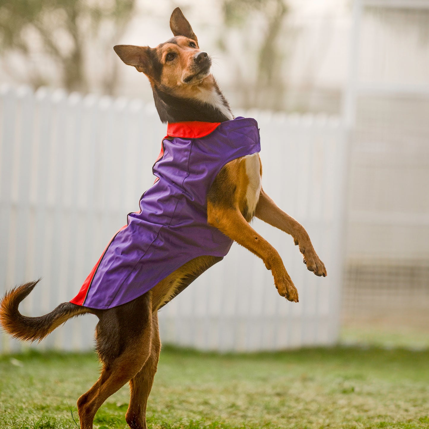 Dash Dog Outdoor Dog Jacket - Violet & Red_06