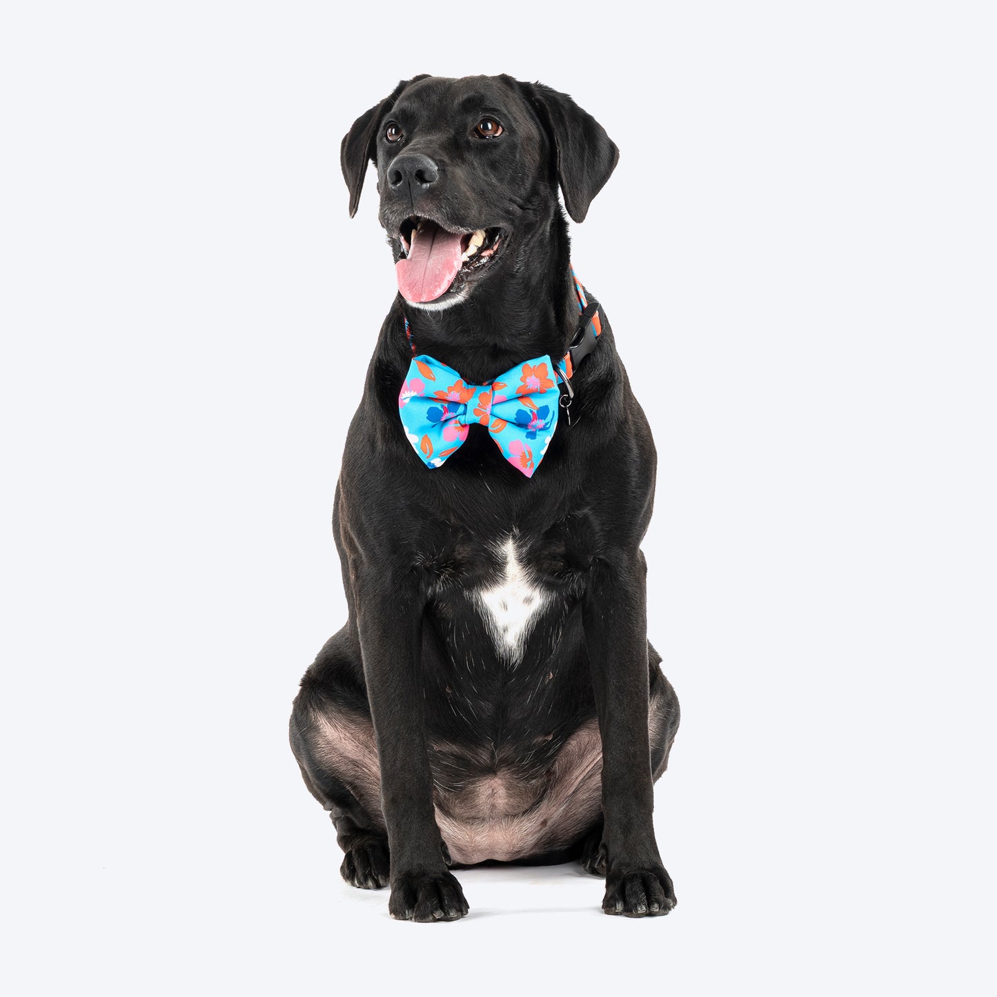HUFT Personalised Summer Bloom Collar With Bow Tie For Dog - Blue - Heads Up For Tails