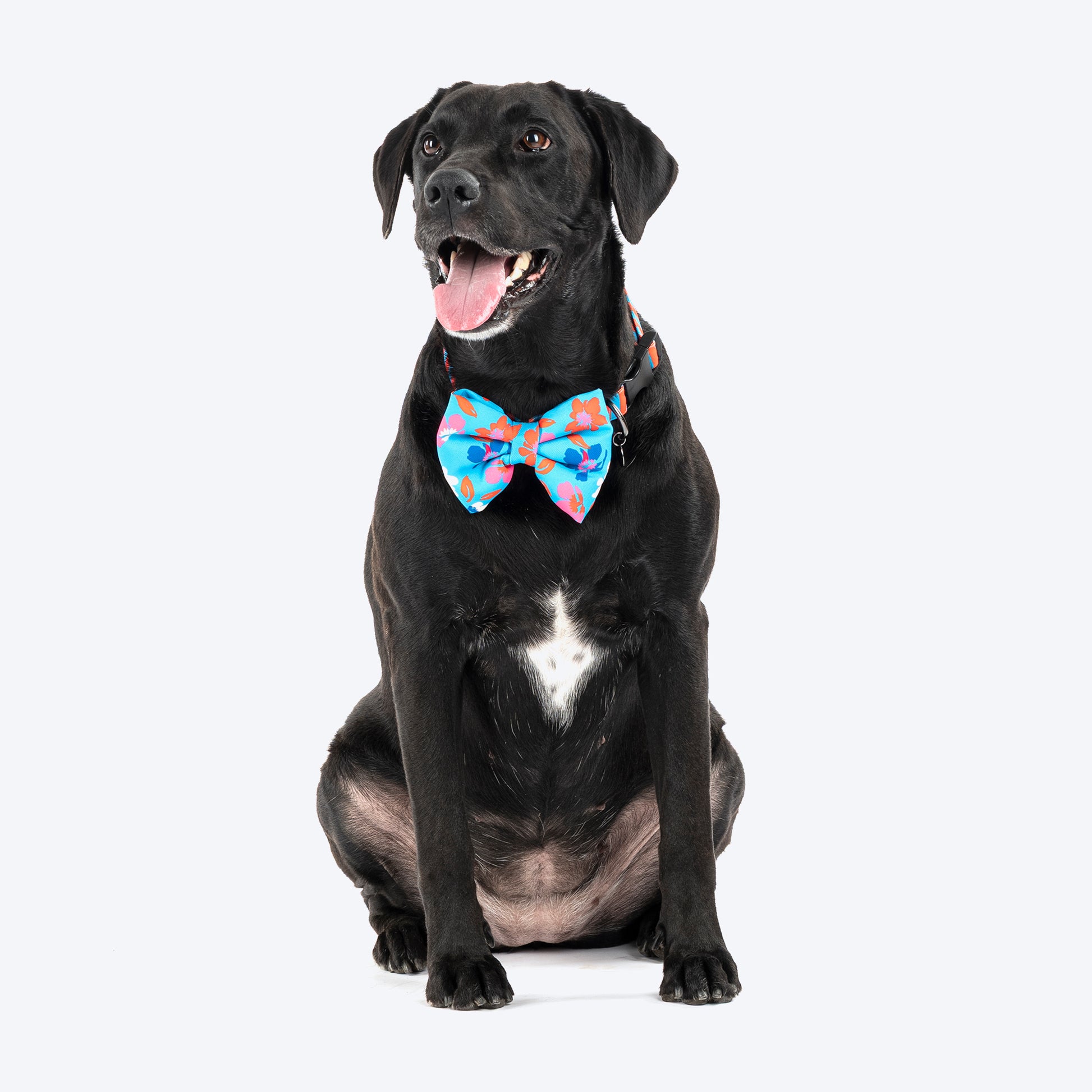 HUFT Personalised Summer Bloom Collar With Bow Tie For Dog - Blue - Heads Up For Tails
