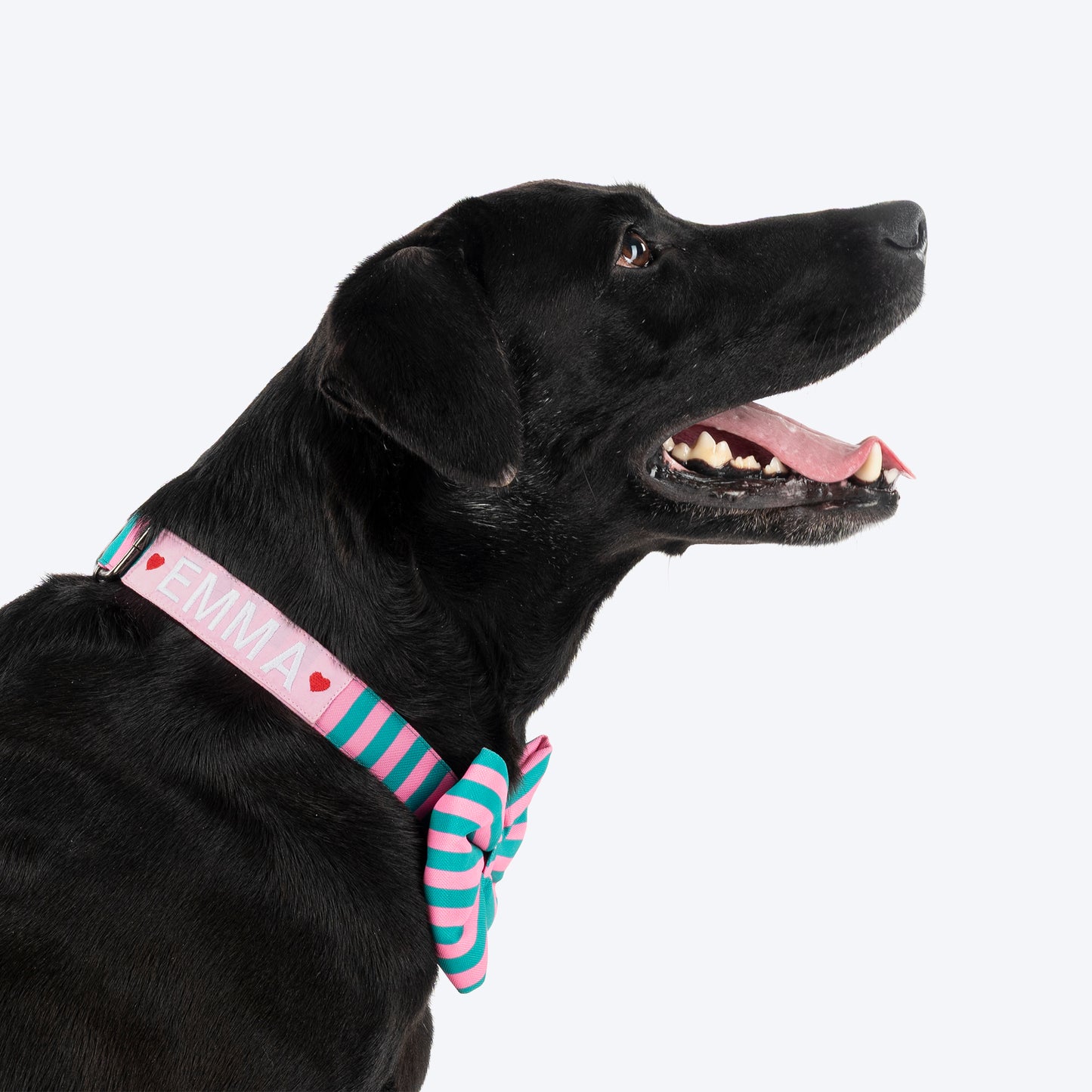 HUFT Personalised Happy Stripes Collar With Bow Tie For Dog - Green & Pink - Heads Up For Tails