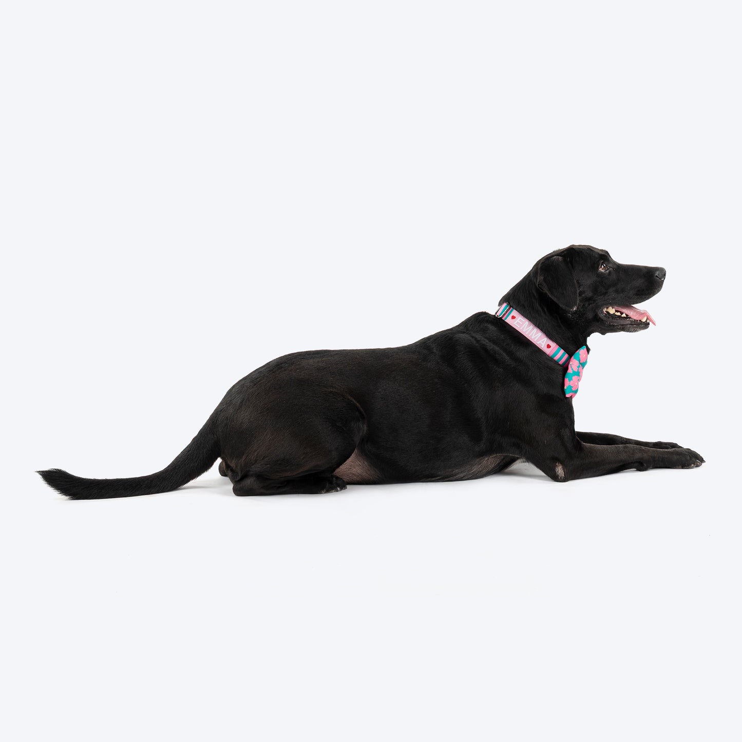 HUFT Personalised Happy Stripes Collar With Bow Tie For Dog - Green & Pink - Heads Up For Tails