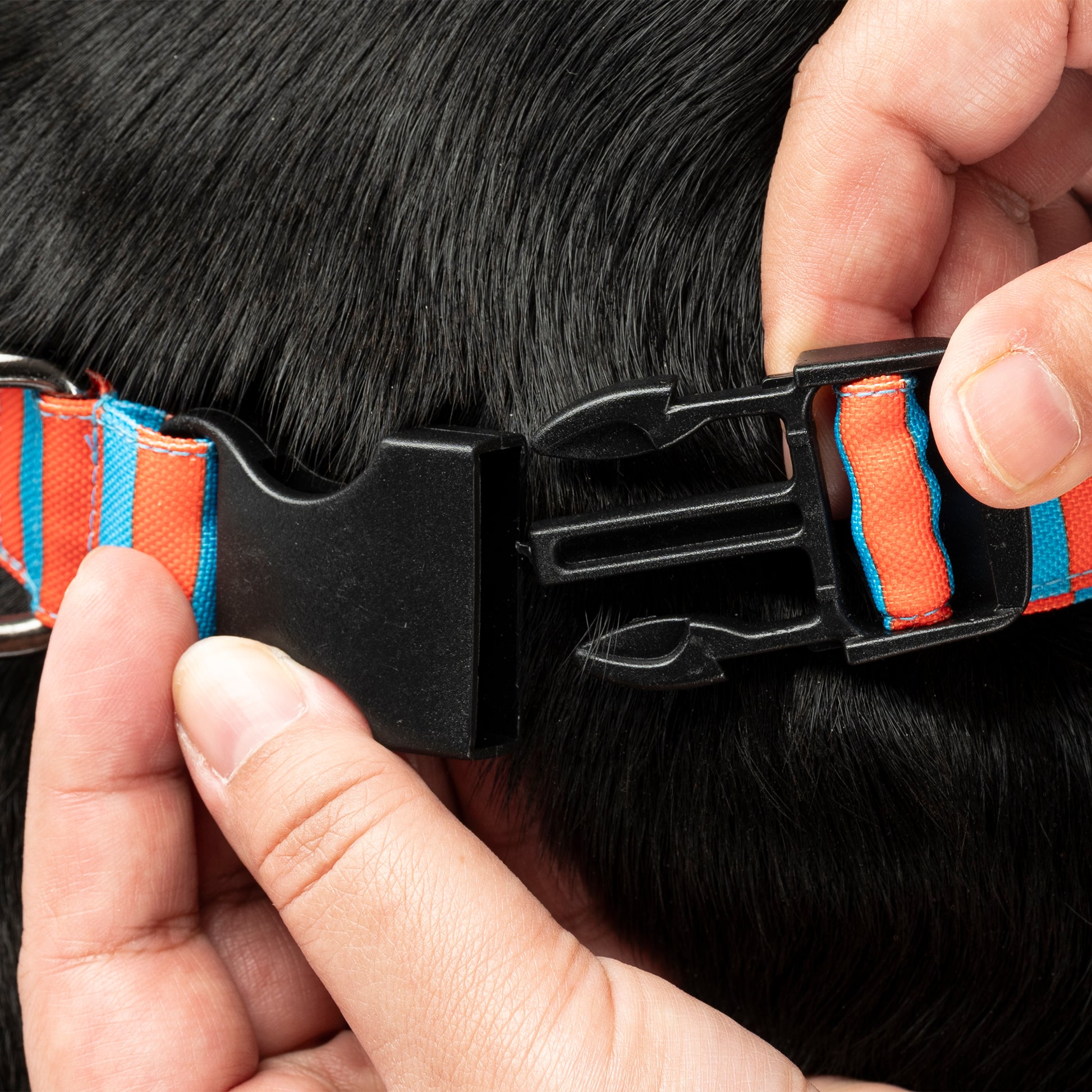 HUFT Personalised Summer Bloom Collar With Bow Tie For Dog - Blue - Heads Up For Tails