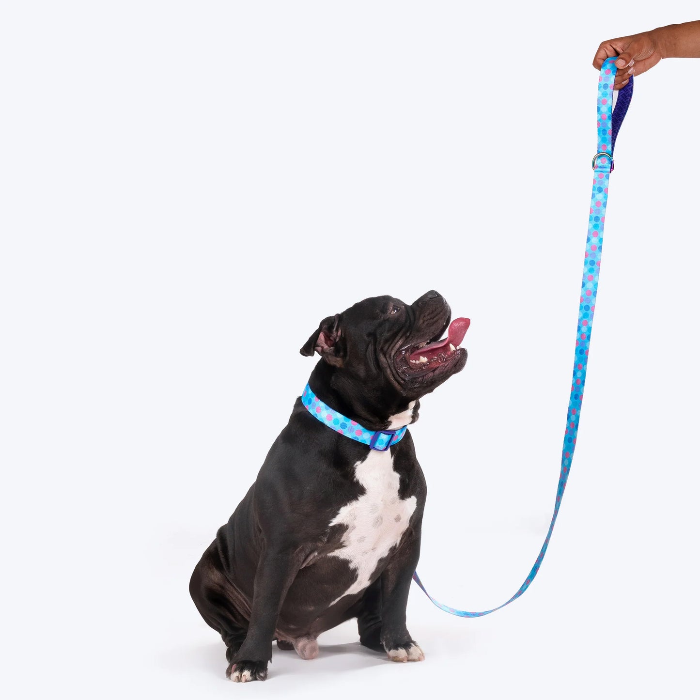 Dash Dog Circle Print Leash - Aqua Blue & Lavender - Heads Up For Tails