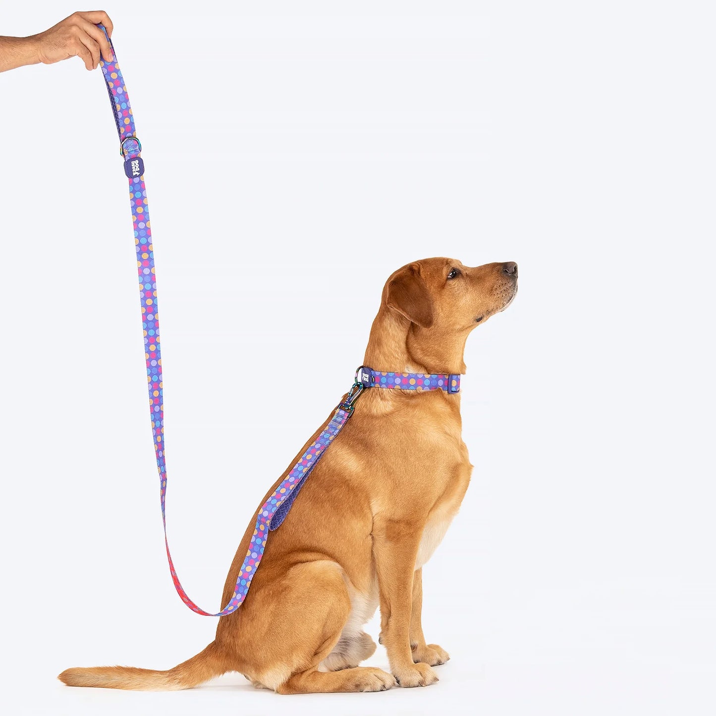 Dash Dog Circle Print Leash - Violet & Red - Heads Up For Tails