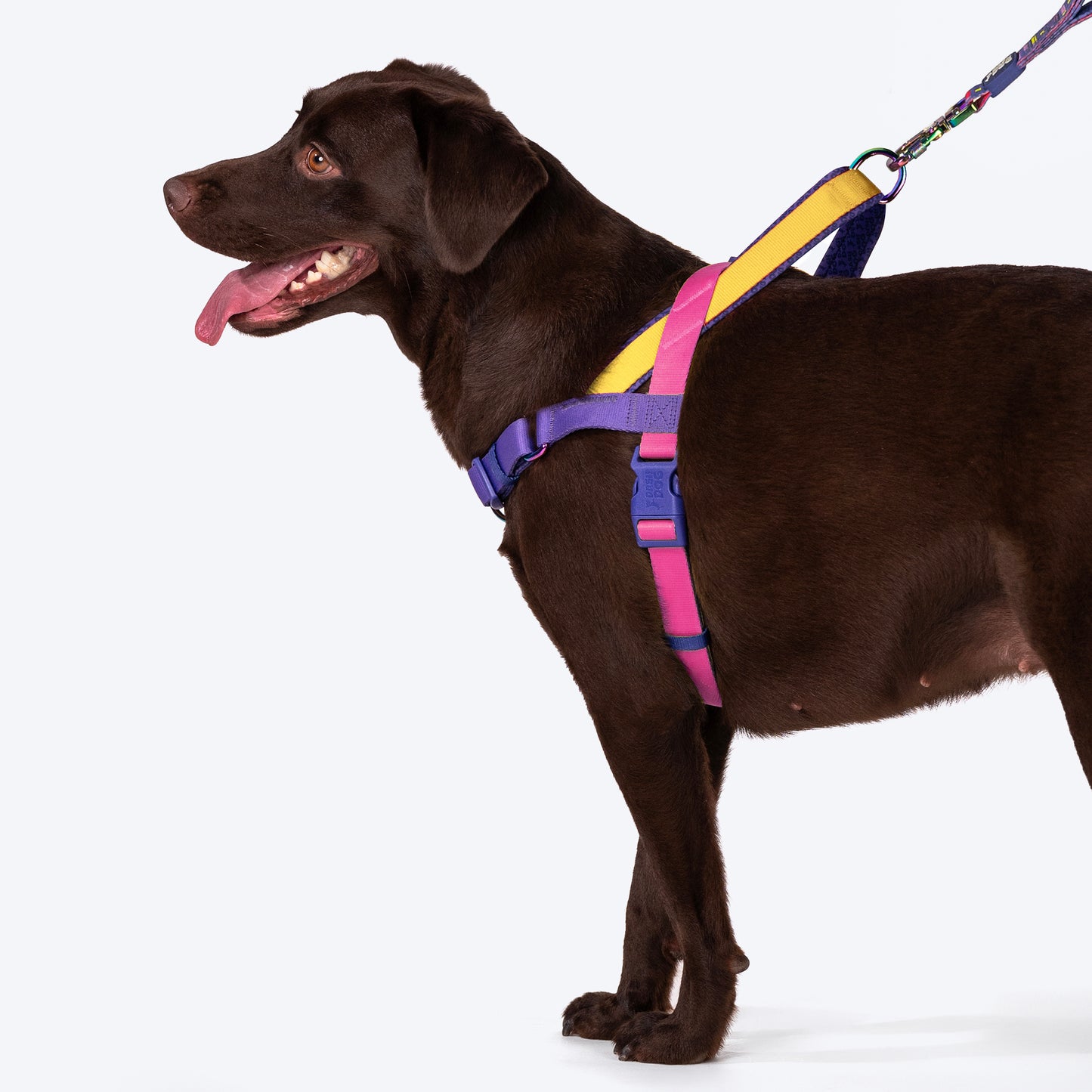 Dash Dog On-The-Go Harness For Dog - Yellow - Heads Up For Tails