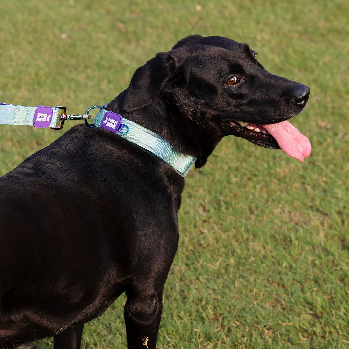 Dash Dog Ethernal Fade Padded Collar For Dog - Aqua_03