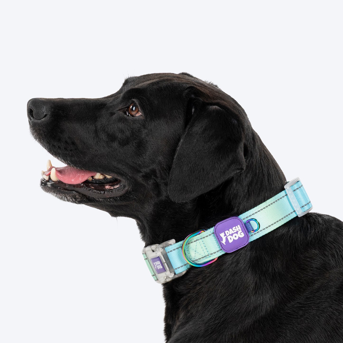 Dash Dog Ethernal Fade Padded Collar For Dog - Aqua_04