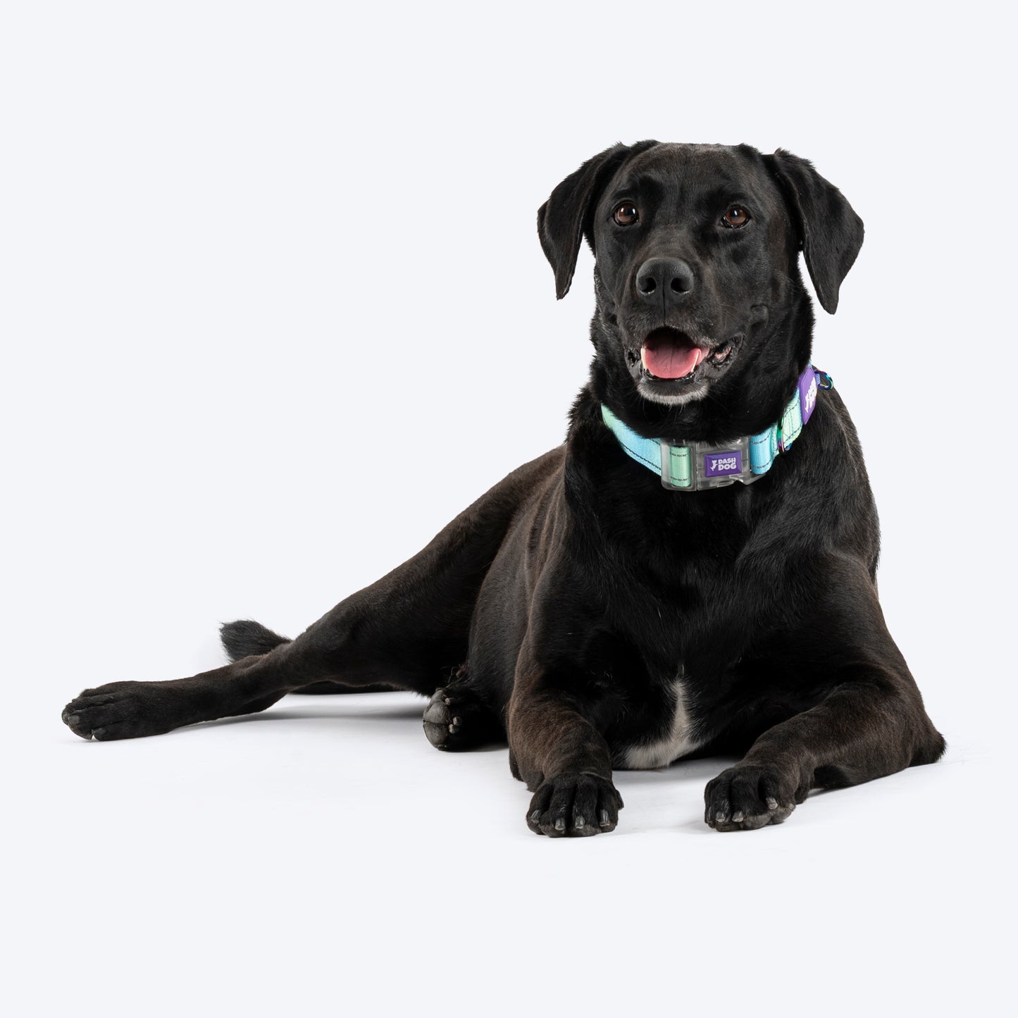 Dash Dog Ethernal Fade Padded Collar For Dog - Aqua_05