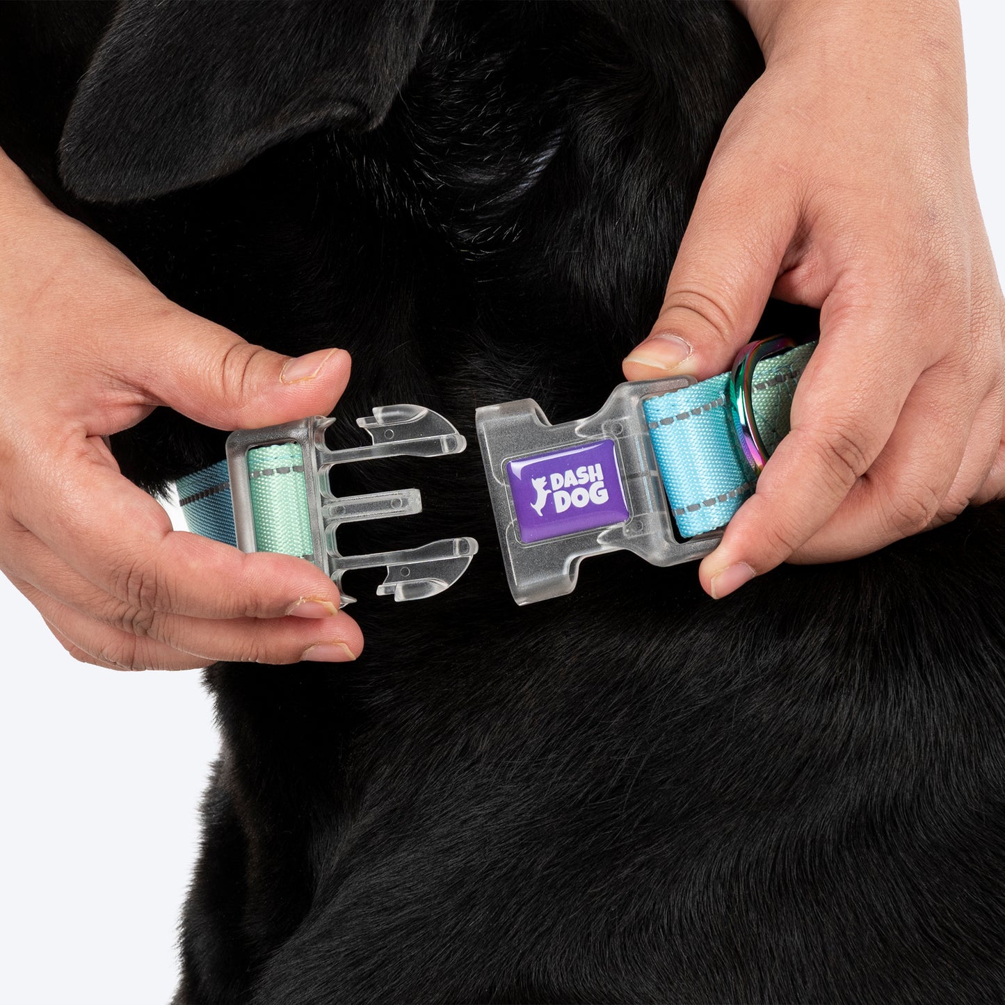 Dash Dog Ethernal Fade Padded Collar For Dog - Aqua_06