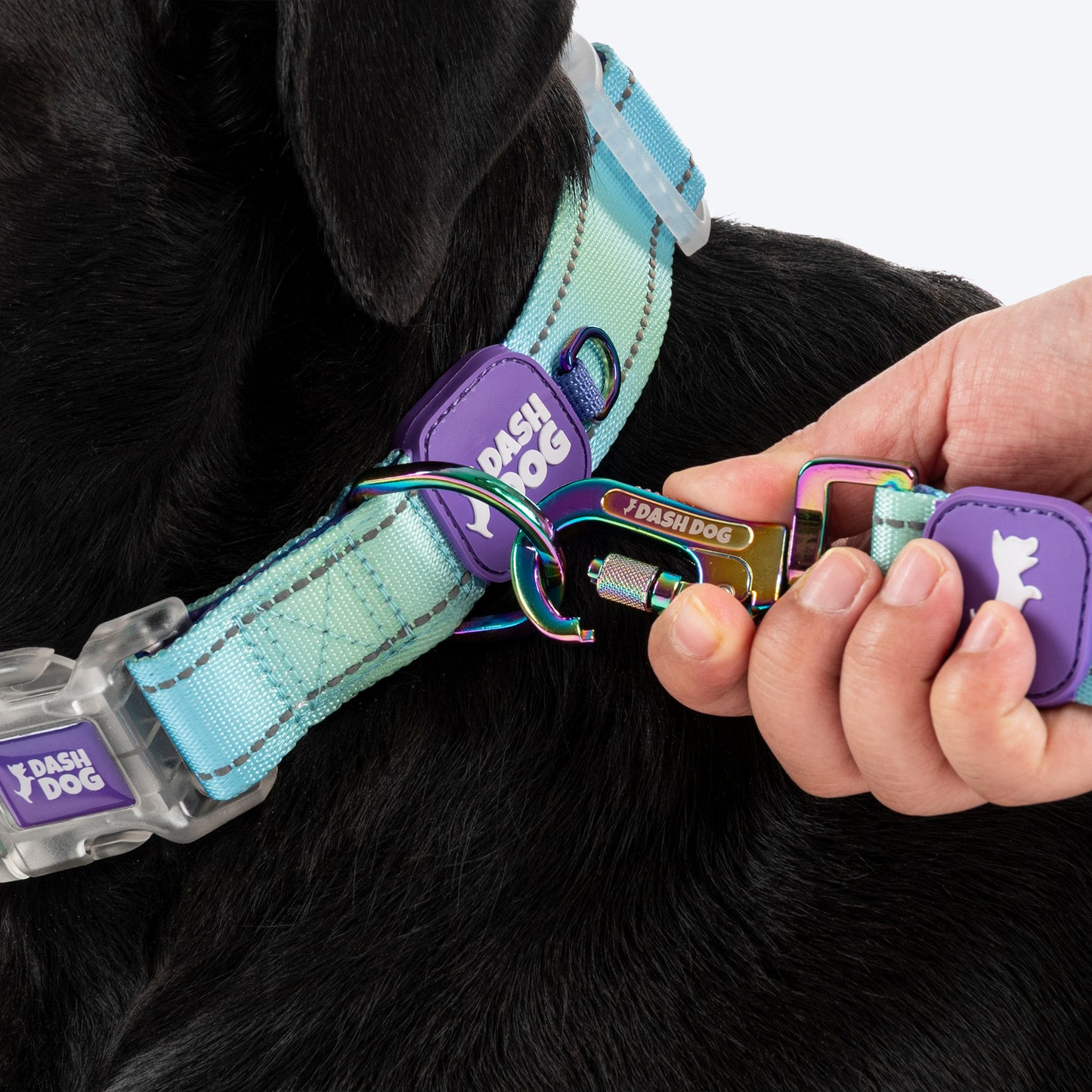Dash Dog Ethernal Fade Padded Collar For Dog - Aqua_07