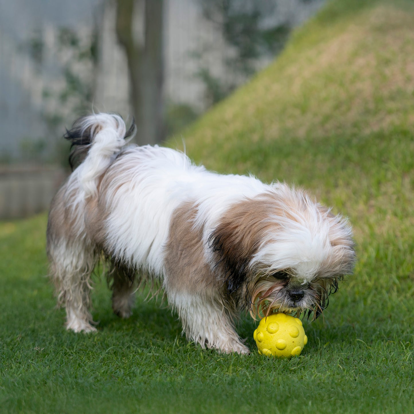 Dash Dog Mello-Yello Bubble Ball For Dog - Yellow - M_04