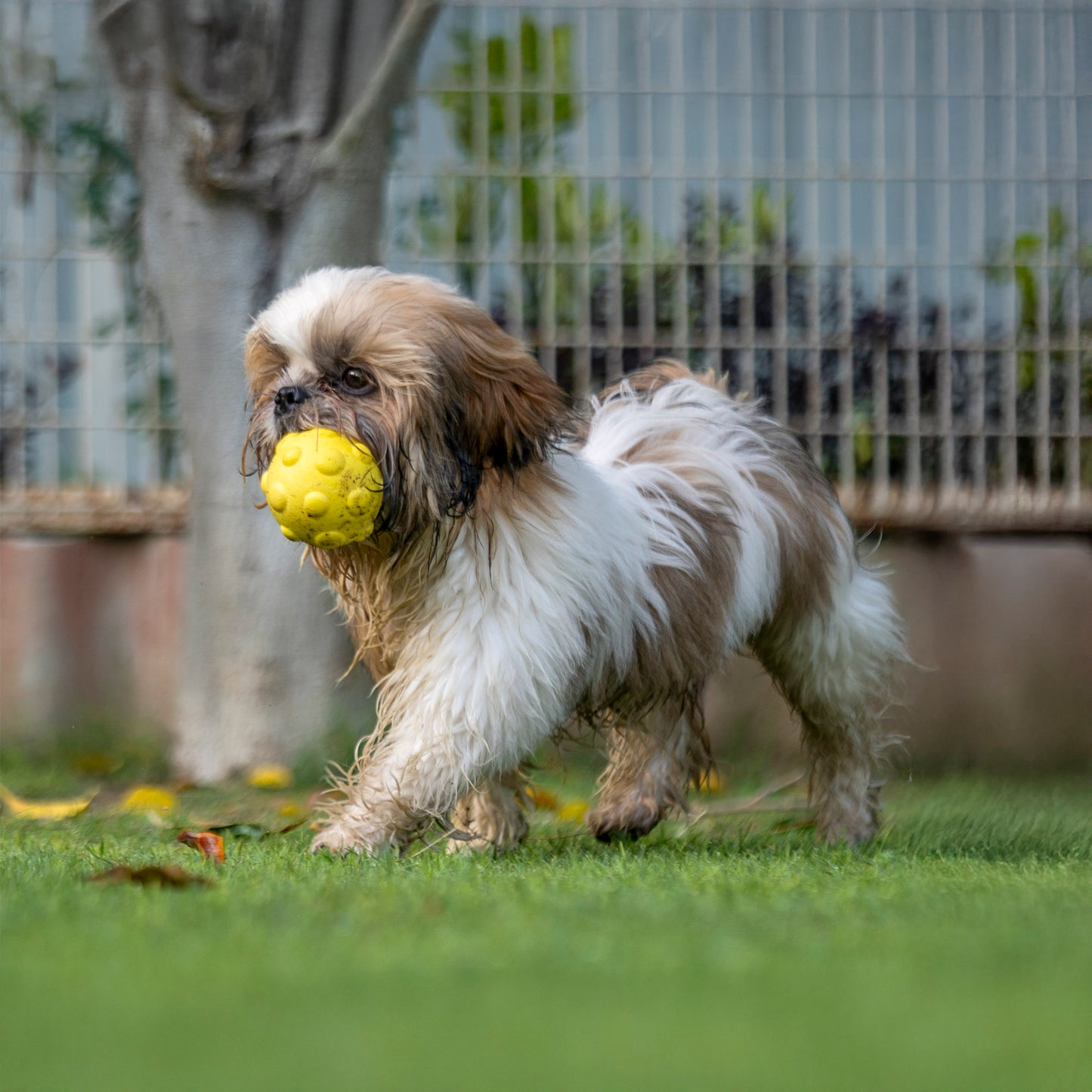 Dash Dog Mello-Yello Bubble Ball For Dog - Yellow - M_05