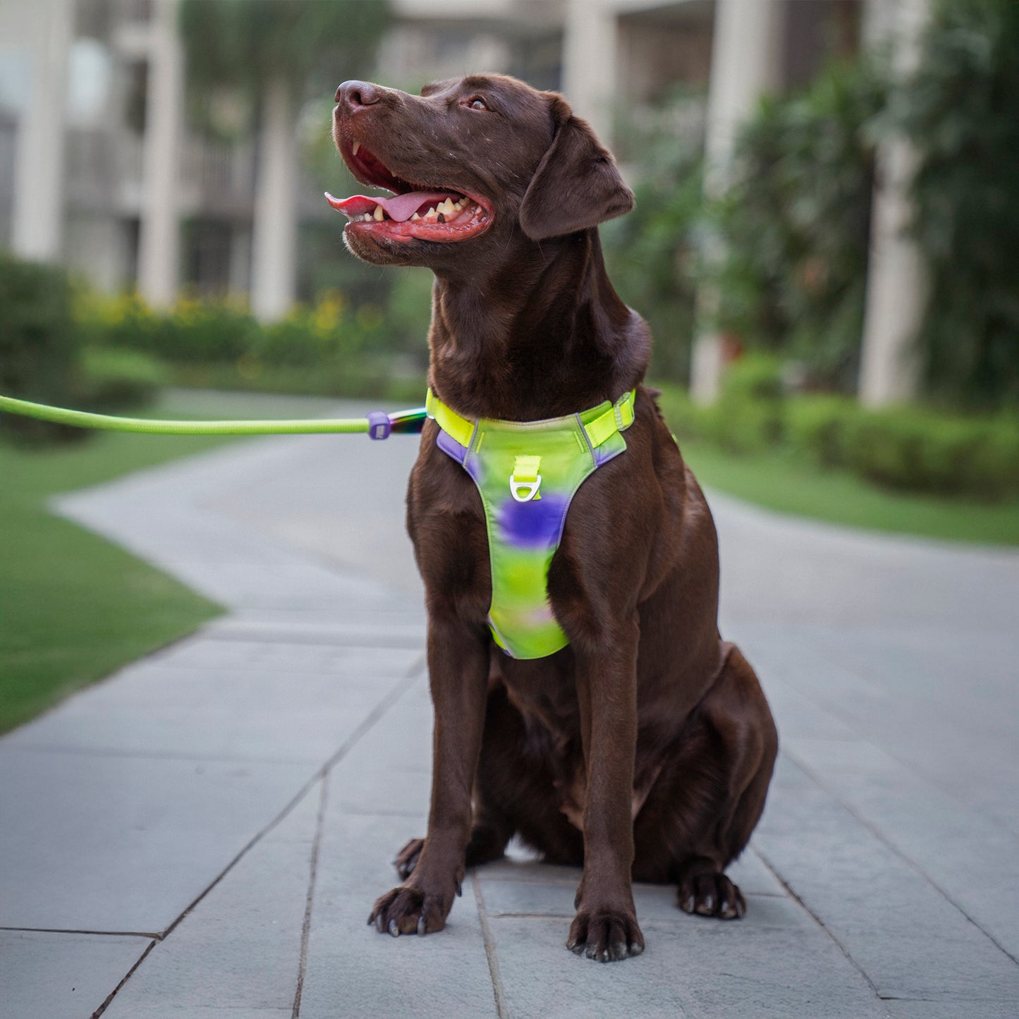 Dash Dog Neon Fusion Outdoor Ease Harness For Dog - Neon Gree_03
