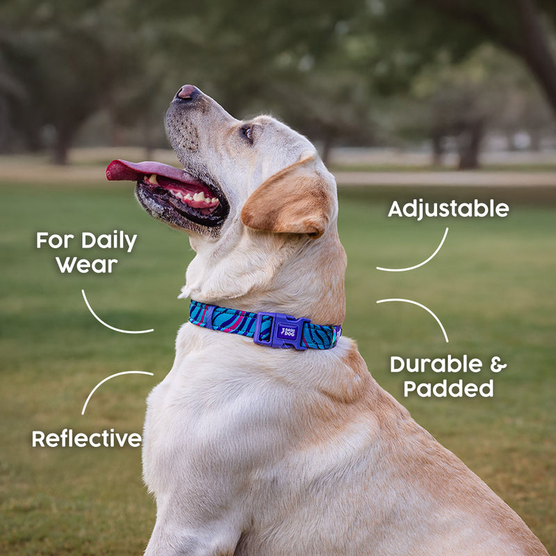 Dash Dog Ocean Breeze Padded Collar For Dog - Teal Blue_02