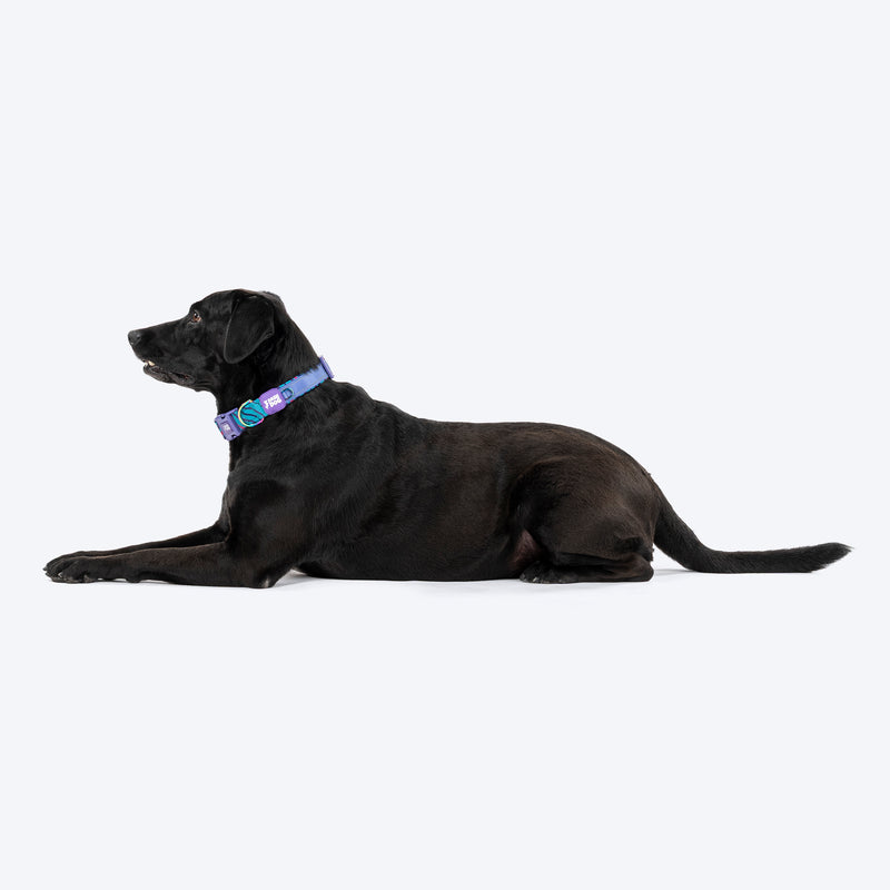 Dash Dog Ocean Breeze Padded Collar For Dog - Teal Blue_05
