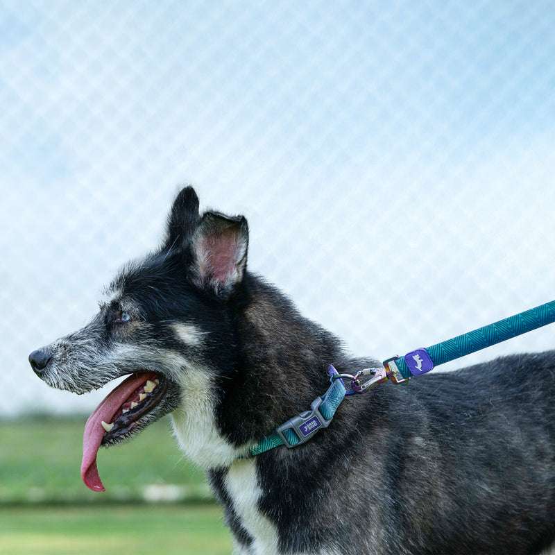 Dash_Dog_Trail_Tails_Waterproof_Dog_Collar_Leash_Set_-_Blue_03