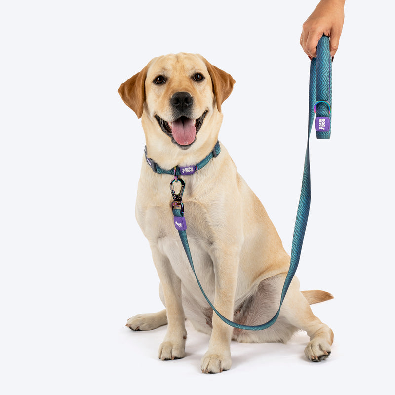 Dash_Dog_Trail_Tails_Waterproof_Dog_Collar_Leash_Set_-_Blue_05