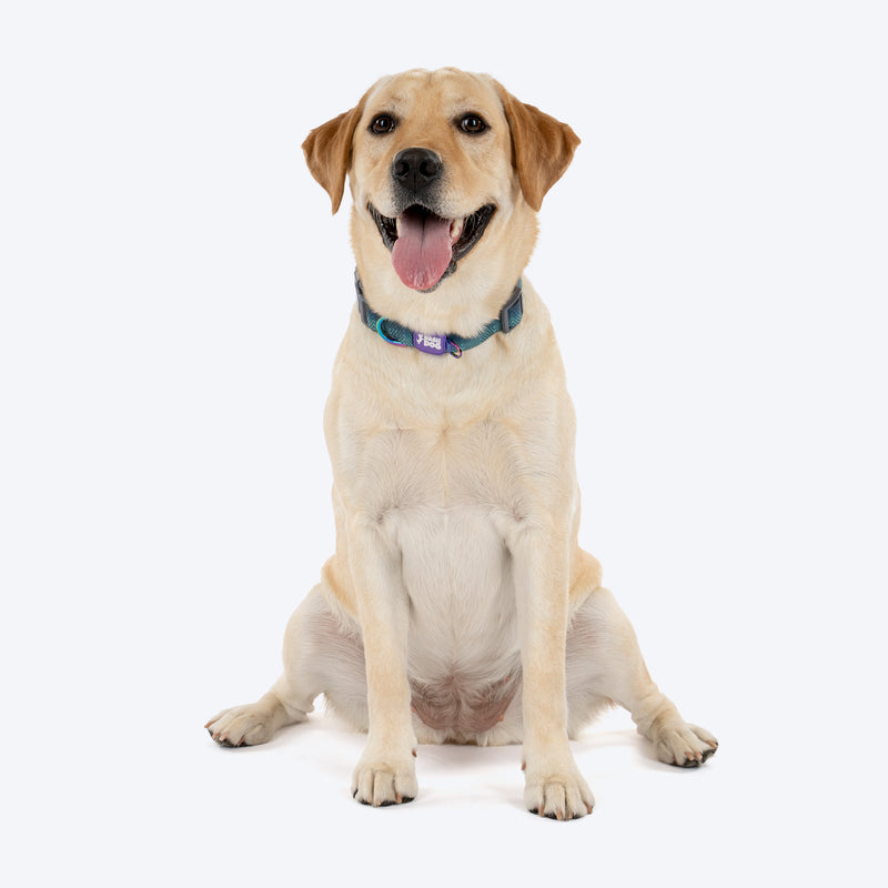 Dash_Dog_Trail_Tails_Waterproof_Dog_Collar_Leash_Set_-_Blue_06