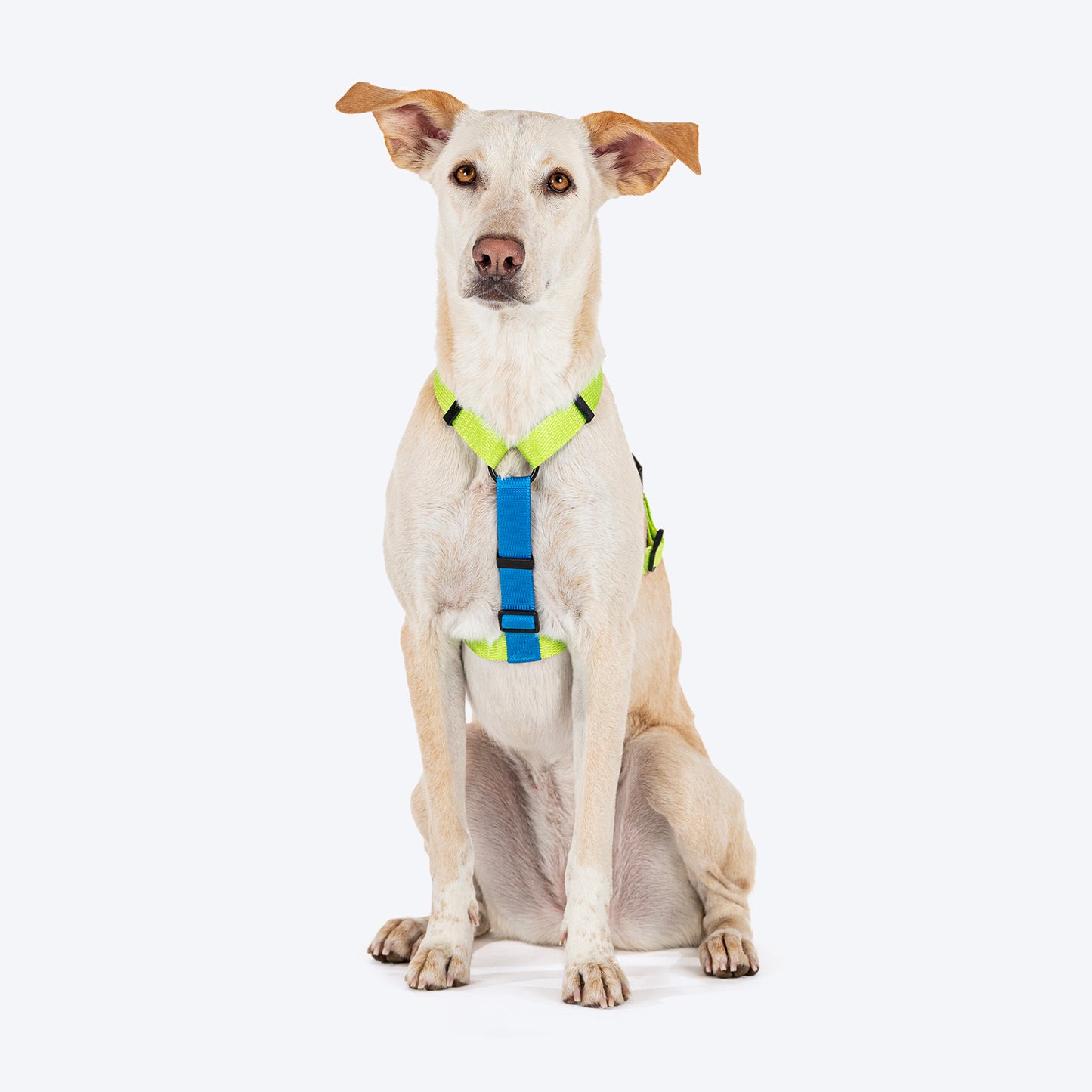 HUFT Basics Dog H Harness - Neon Green & Blue - Heads Up For Tails